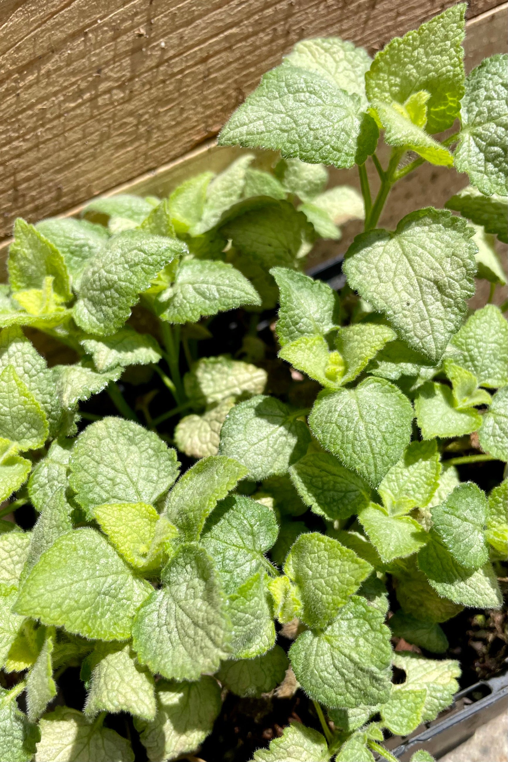 Up close picture of the Lamium 'White Nancy' the end of April before it starts blooming. ©Sprout Home