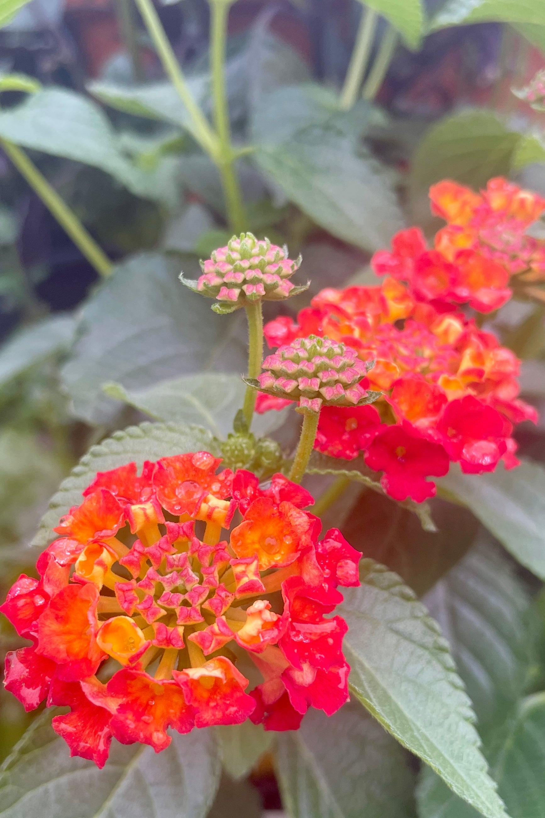 A close of the bright red with yellow throated flowers of the Lantana 'Shamrock Red' annual in May at Sprout Home. ©Sprout Home