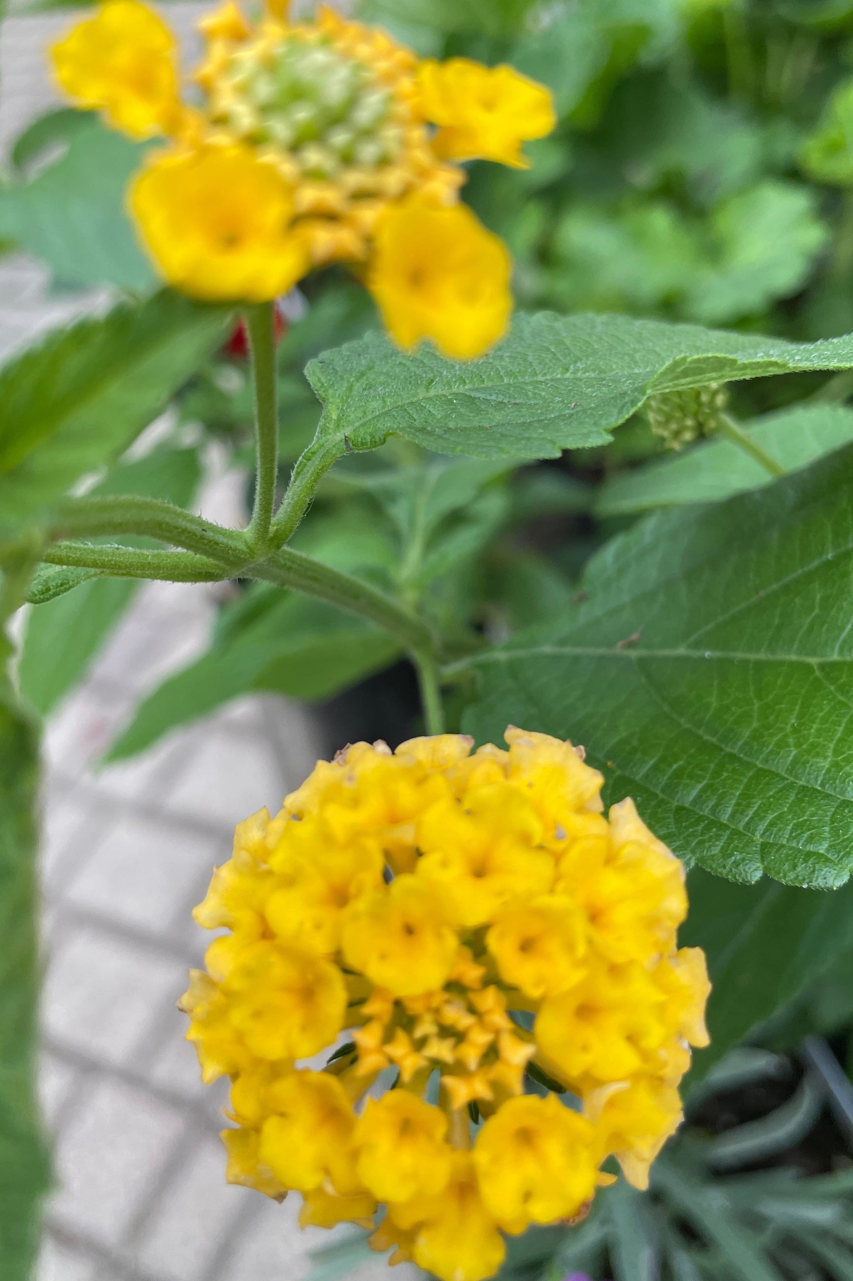 Lantana 'Landmark Gold' in bloom mid May at Sprout Home with its golden flat pom pom type flowers. ©Sprout Home