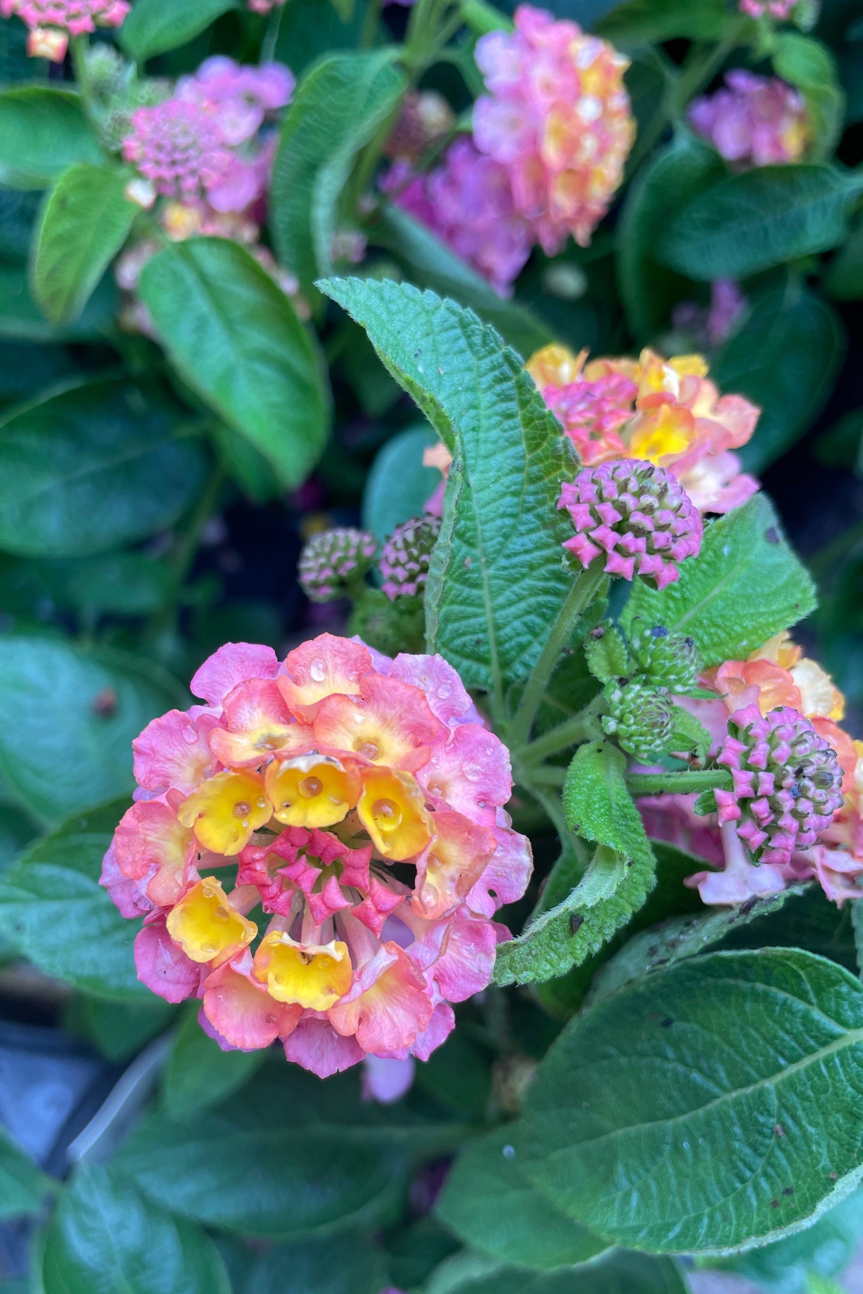 Up close image of the pink and yellow bud and bloom of Lantana 'Sunrise Rose' the middle of May at the Sprout Home yard. ©Sprout Home