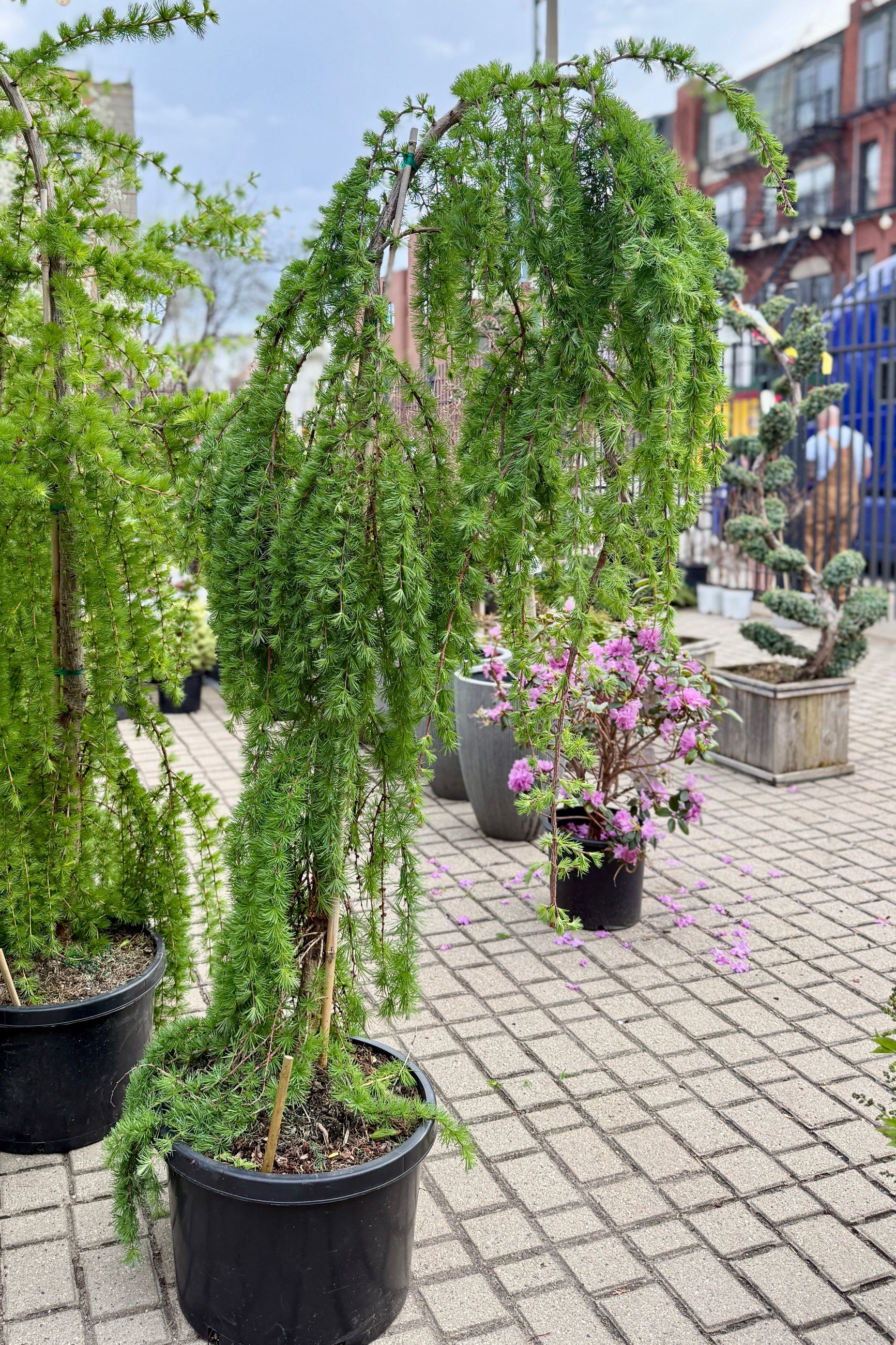 Potted Larix decidua 'Pendula' in a #10 growers pot at Sprout Home with the truck in the background ©Sprout Home