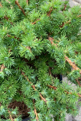 A detail picture of the soft green needle like foliage of the Larix 'Wolterdingen' the beginning of May