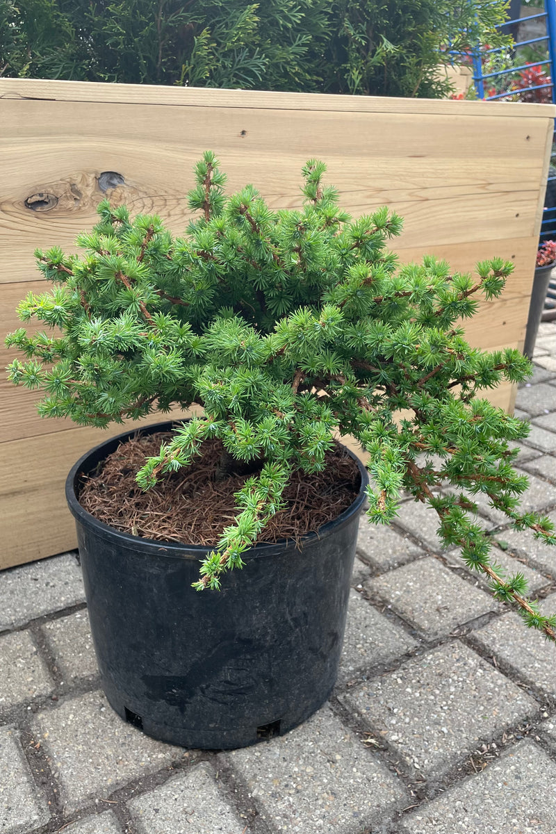 Larix 'Wolterdingen' in a #3 growers pot the beginning of May showing off its fresh new green foliage. 