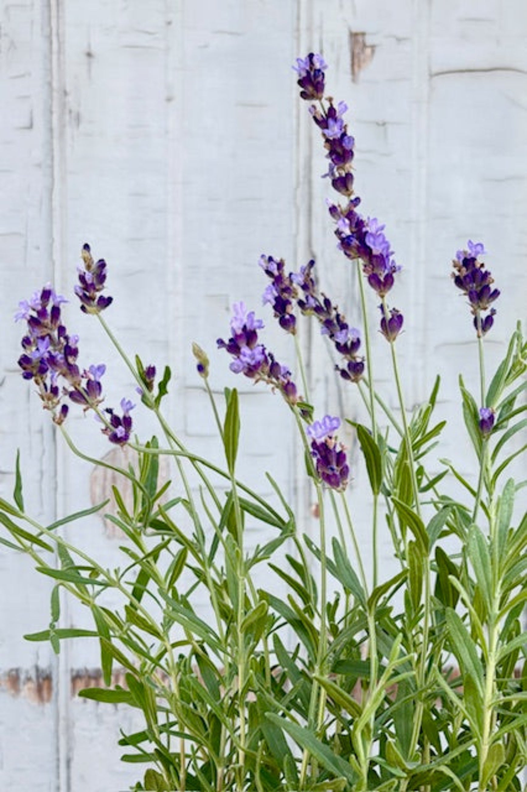 Close up of the Lavandula 'Hidecote" plant with purple flowers against a light wooden background ©Sprout Home