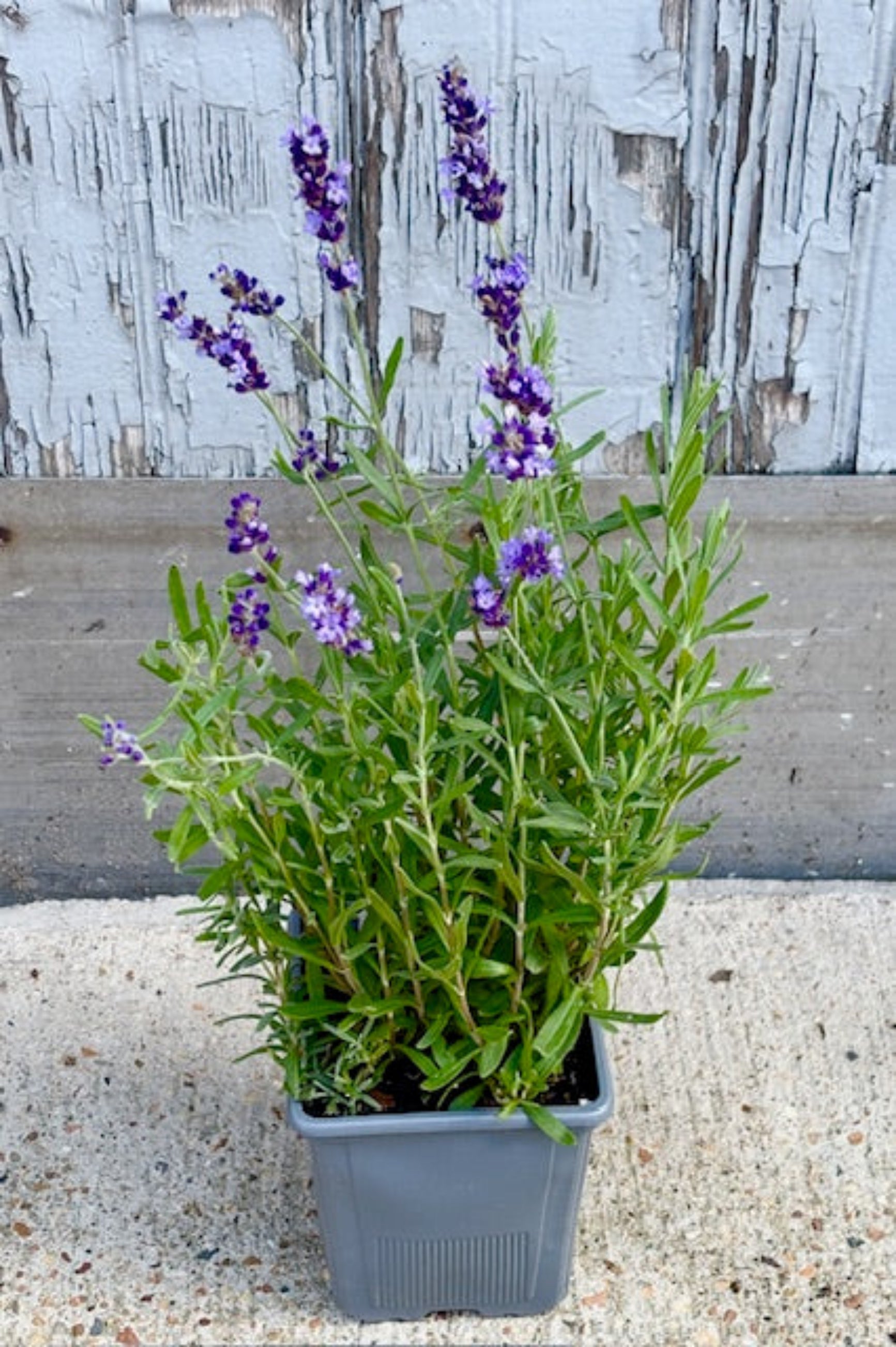 Overhead view of the Lavandula 'Hidecote" plant with purple flowers against a light wooden background ©Sprout Home
