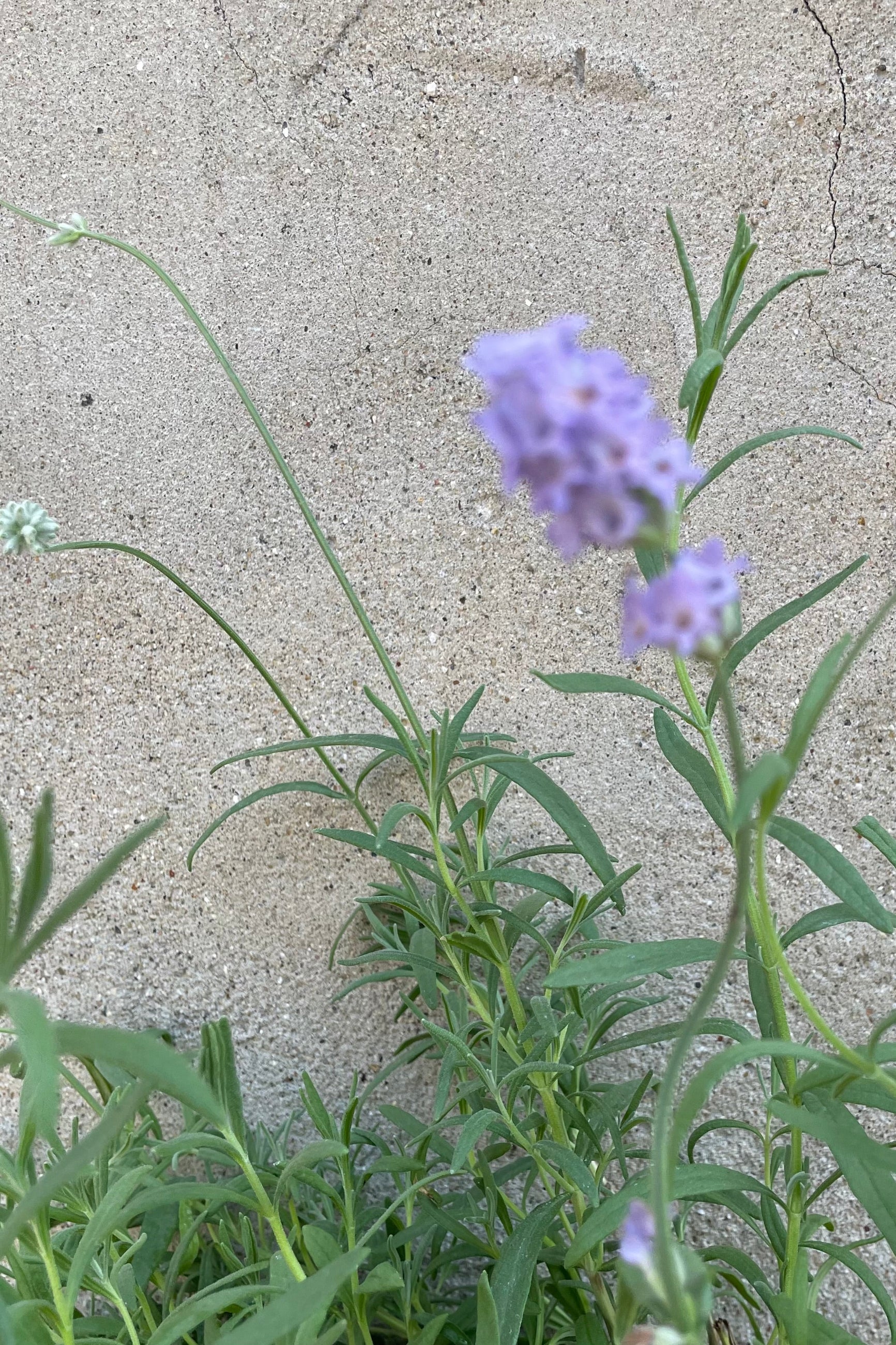 The light purple blooms of Lavandula 'Munstead' the beginning of June. ©Sprout Home