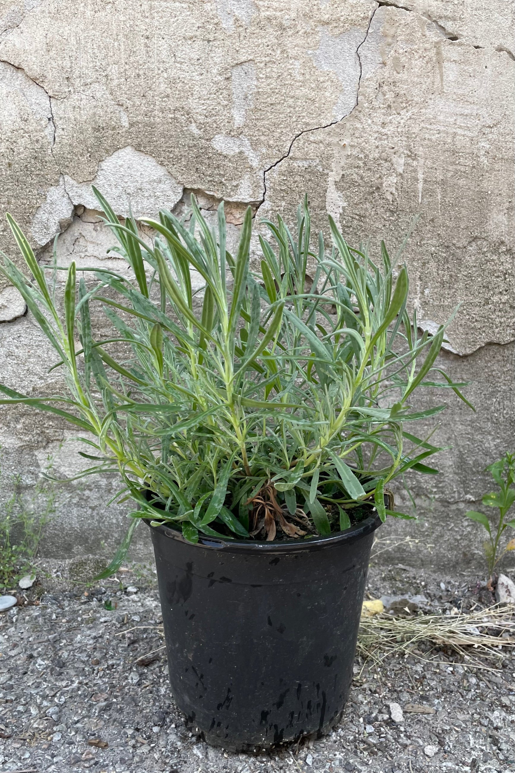 Lavandula 'Grosso' in a #1 pot the beginning of June before it starts blooming. ©Sprout Home