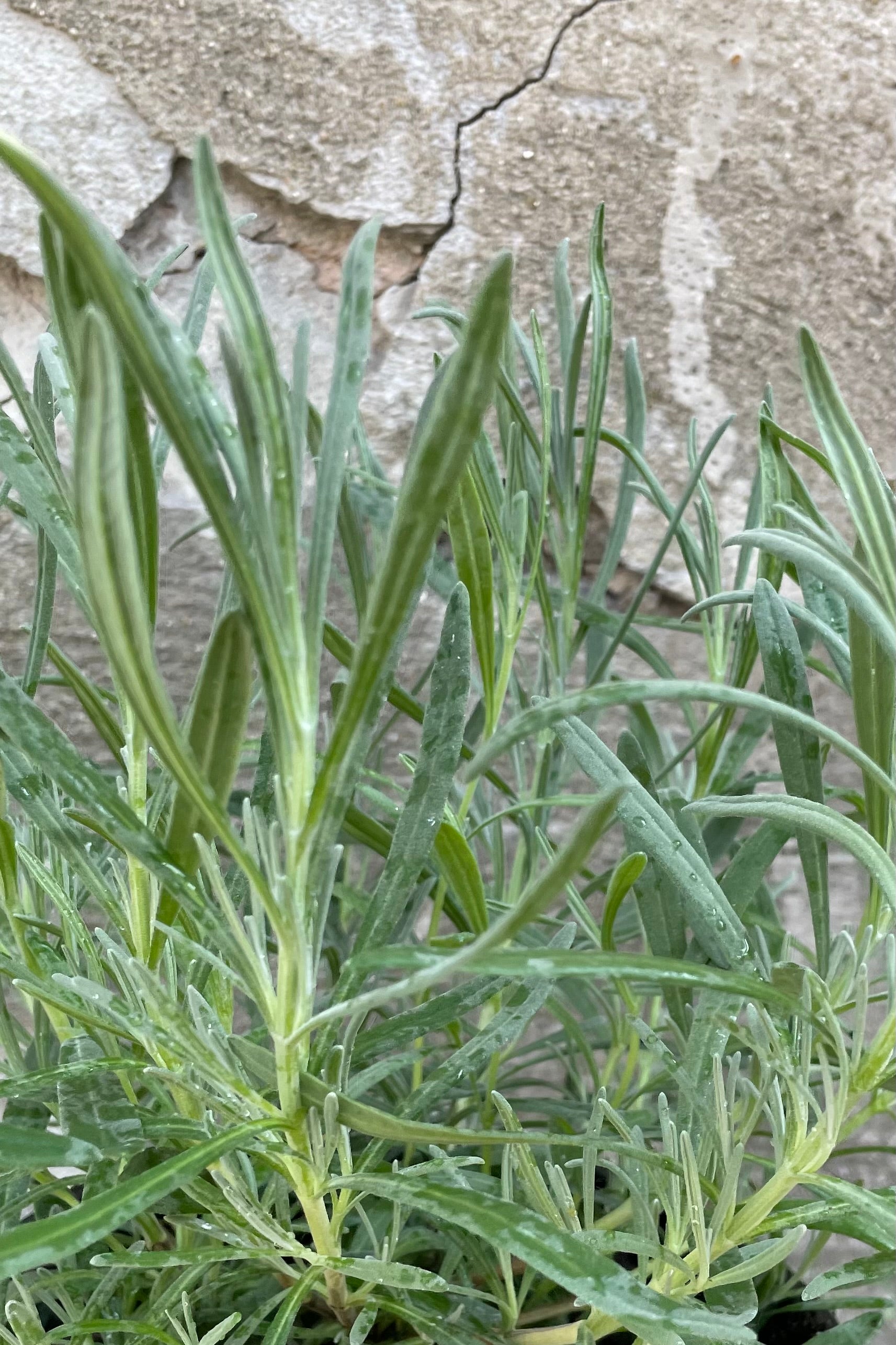 Detail of the blue gray leaves of the Lavandula 'Grosso' the beginning of June before it starts flowering. ©Sprout Home