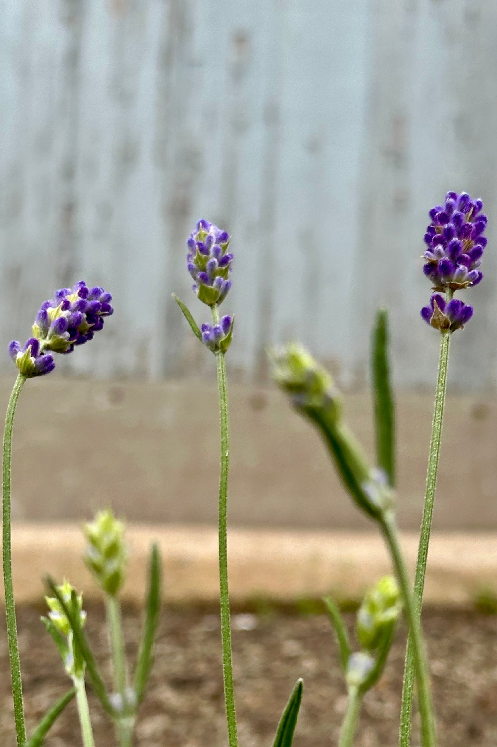 Lavandula 'Sweet Romance' beginning to bloom its deep lavender flowers on tall stalks the beginning of May at Sprout Home. ©Sprout Home