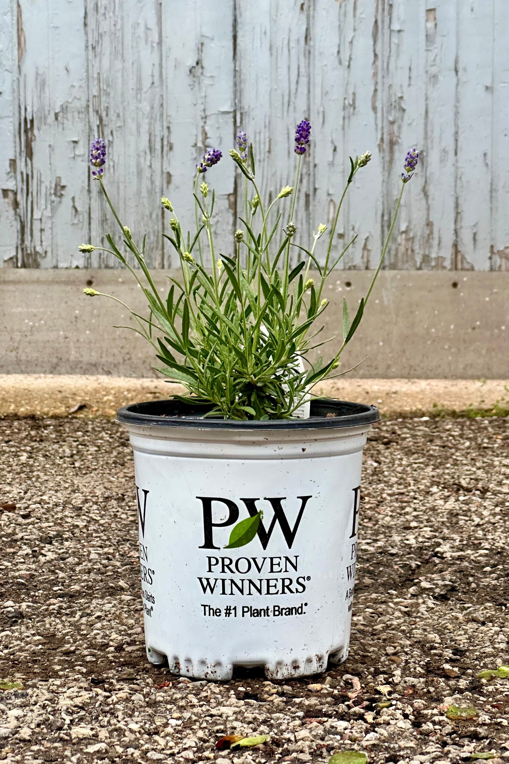 'Sweet Romance' Lavander in a #1 growers pot the beginning of May at Sprout Home ©Sprout Home