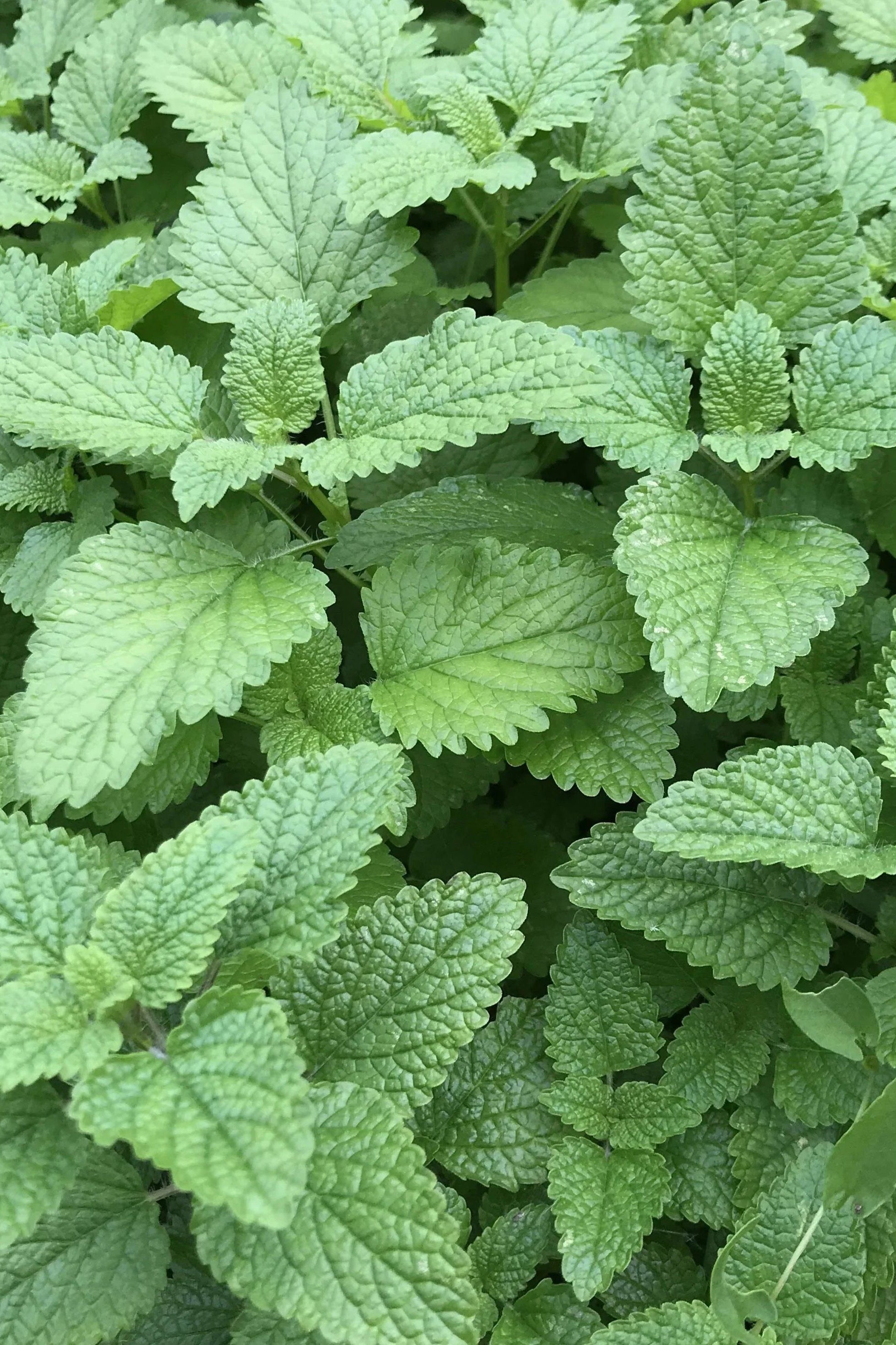 Close-up lemon balm green leafy plants ©Hudson Valley Seed Co.