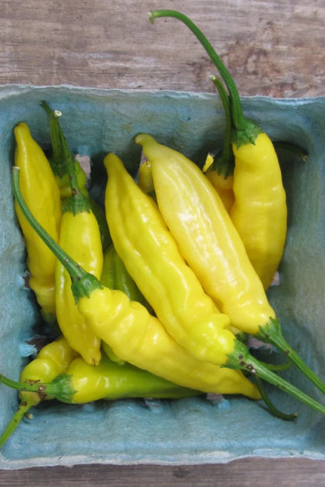 Yellow Lemon Drop peppers in a blue carton on a wooden surface ©Hudson Valley Seed Co.