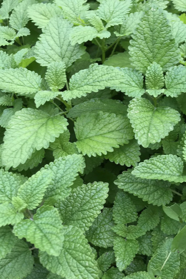 a bed of lemon balm with its green leaves by Hudson Valley Seed Company ©Hudson Valley Seed Co.