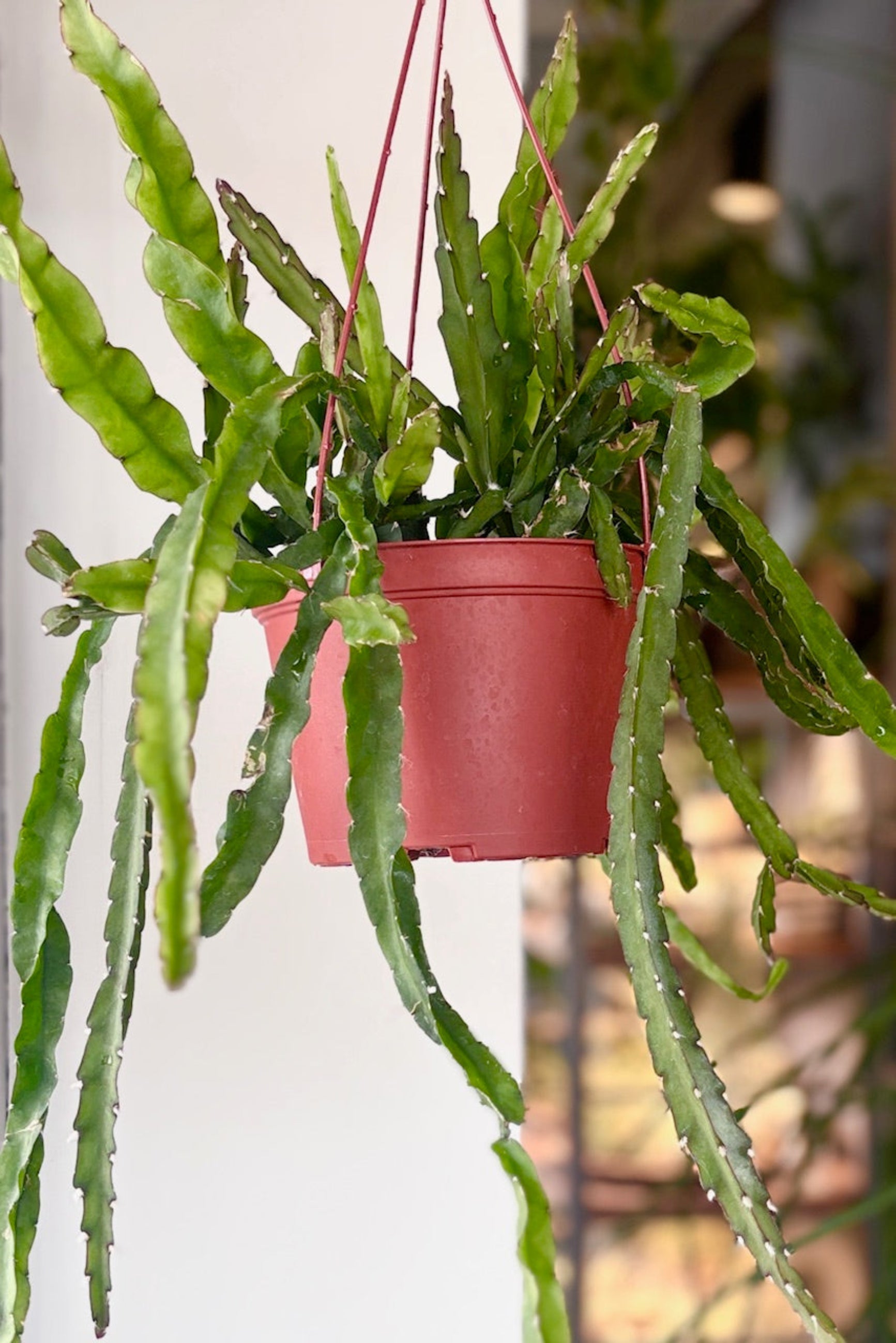Lepismium cruciforme or Hurricane Cactus in hanging pot ©Sprout Home