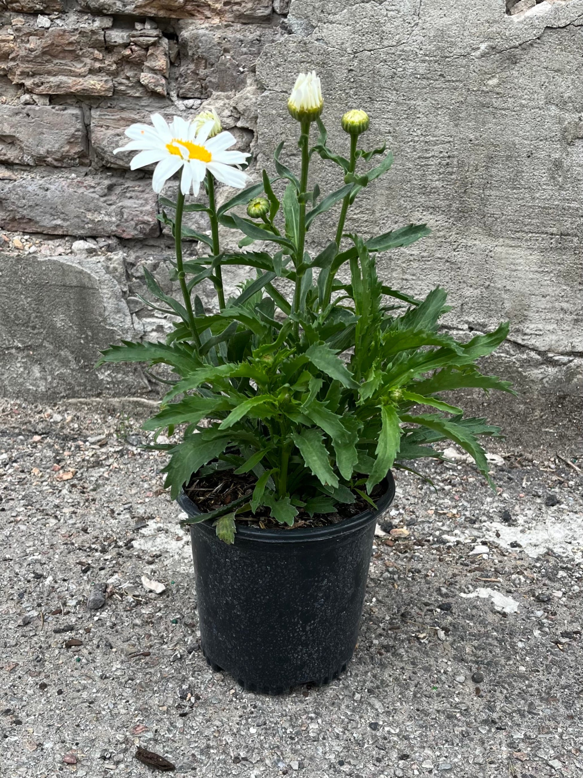 Leucanthemum 'Snow Cap' in a #1 growers pot the end of June with bud and bloom of white with yellow center flowers. ©Sprout Home