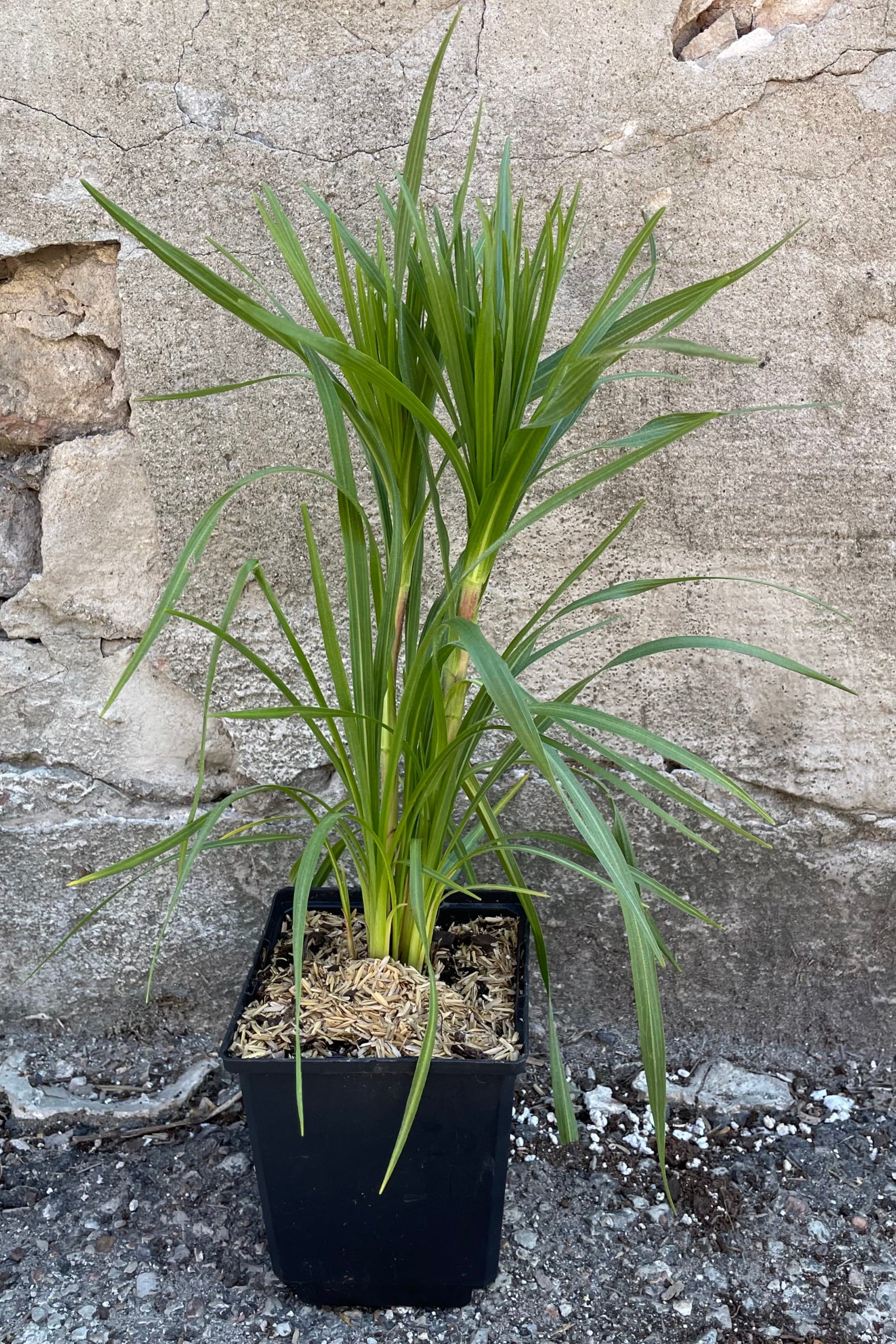 Liatris pycnostachya in 1qt size pot the beginning of June prior to sending out its flower spikes in front of a concrete wall. ©Sprout Home