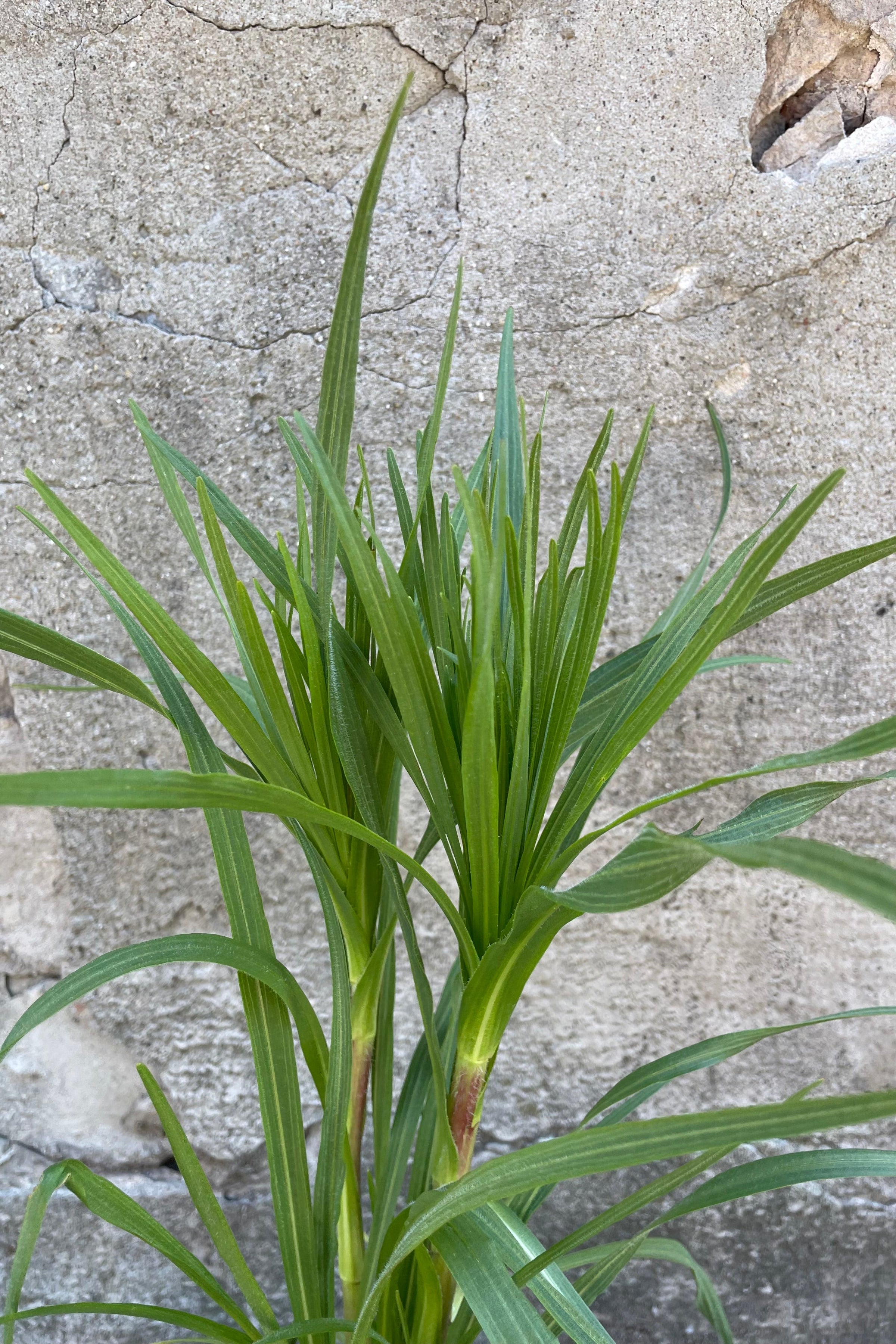 Detail picture of the green blades of the Liatris pycnostachya the beginning of June before sending out its spikes flowers. ©Sprout Home