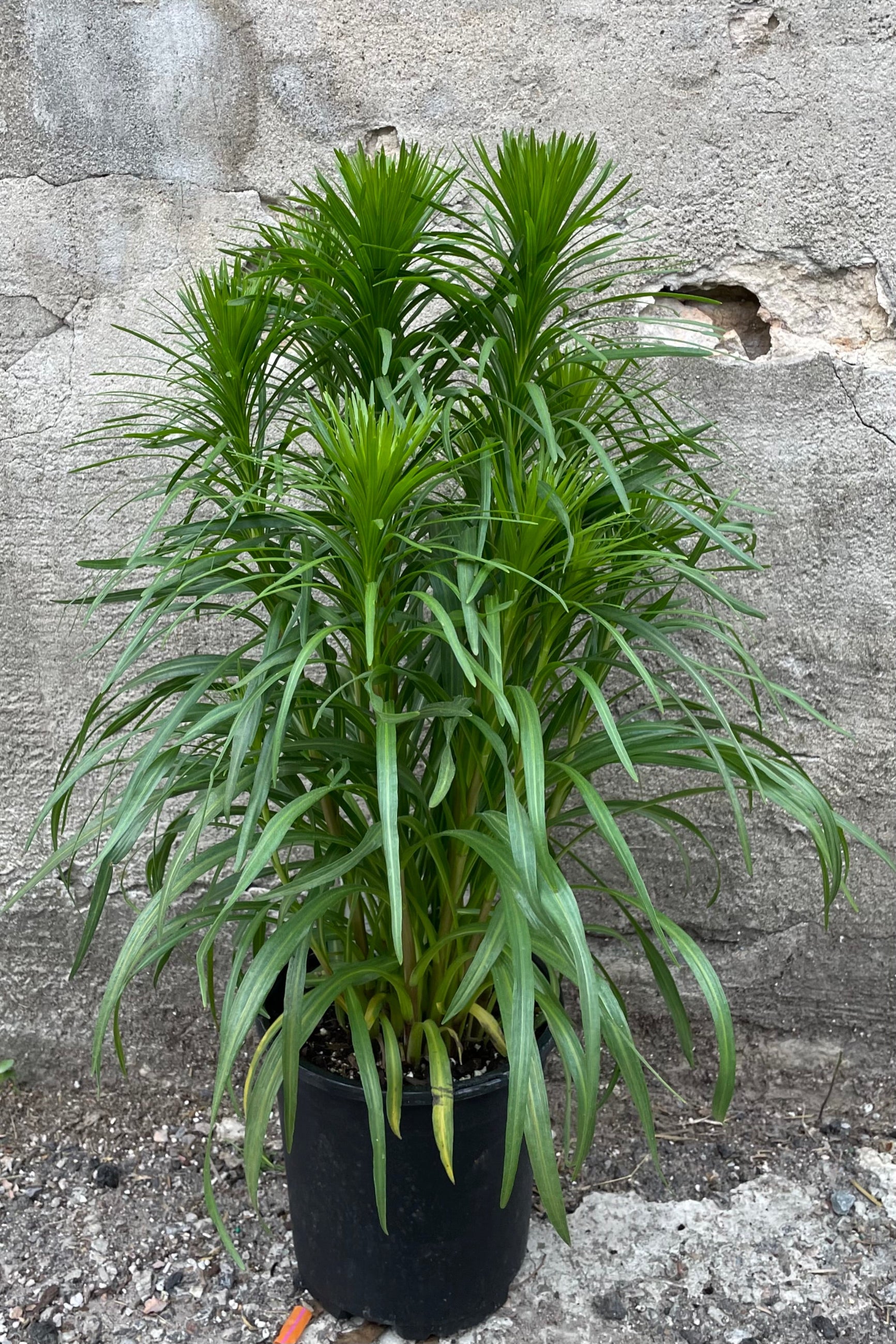 Liatris spicata in a #1 growers pot the middle of June getting tall and just starting to set bud. ©Sprout Home
