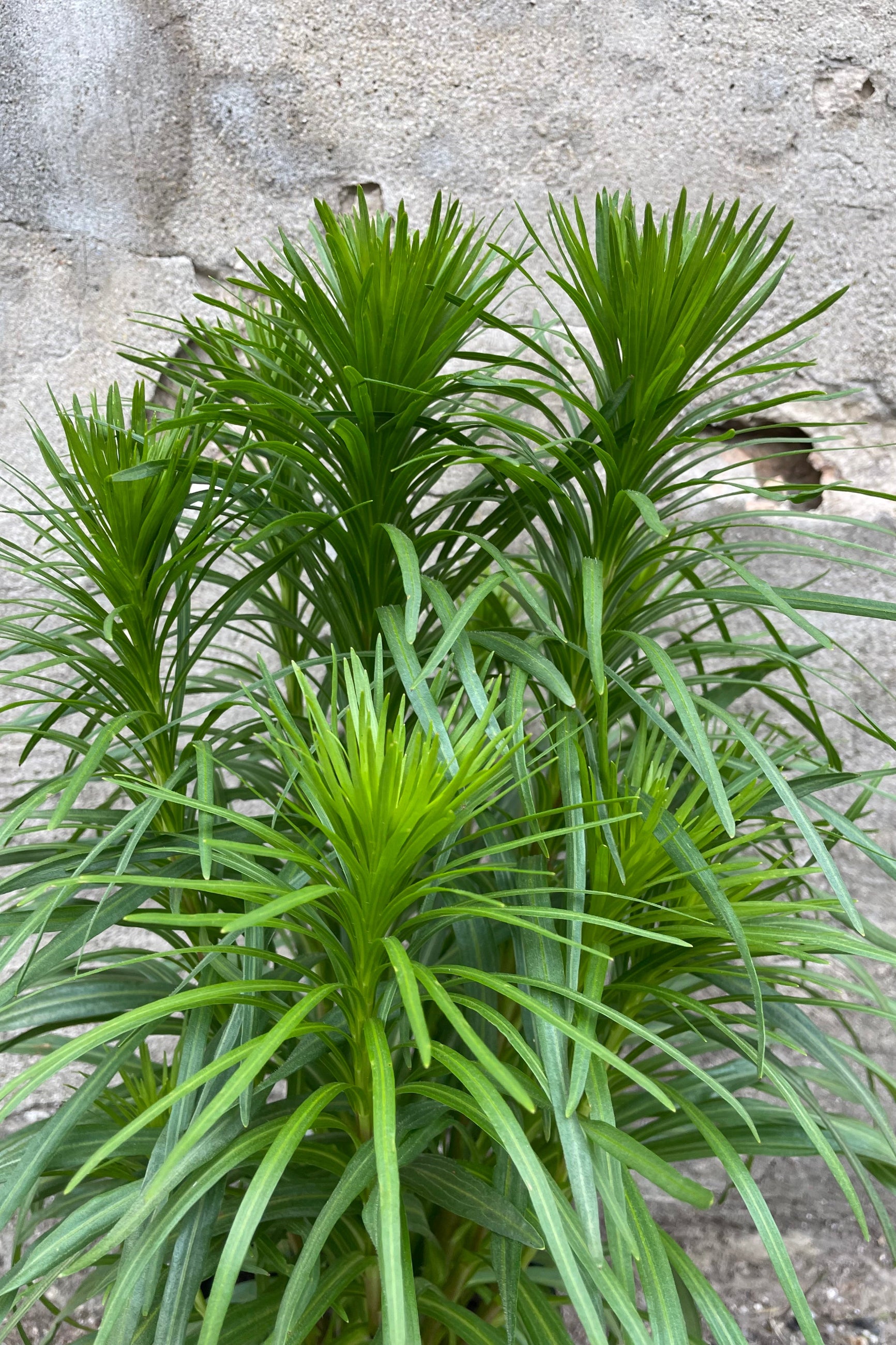 Liatris spicata detail of the top of the plant just starting to bud mid June.©Sprout Home