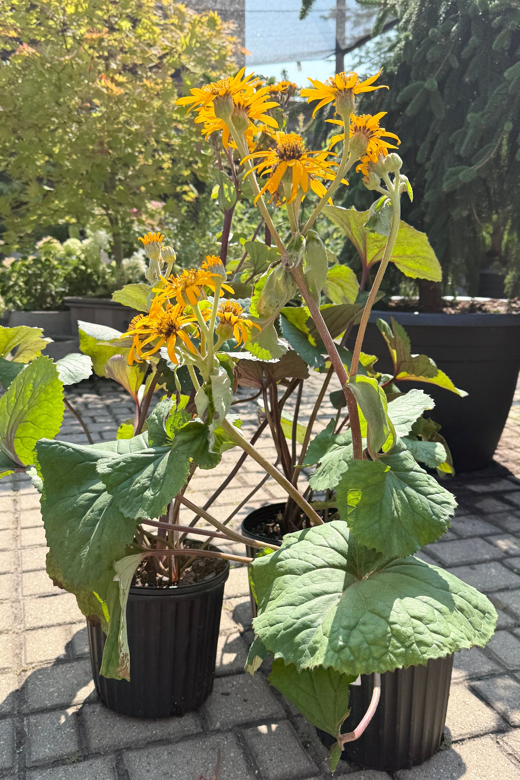 Ligularia 'Othello' plants in full bloom, in #2 growers pots, the beginning of August in the Sprout Home yard ©Sprout Home