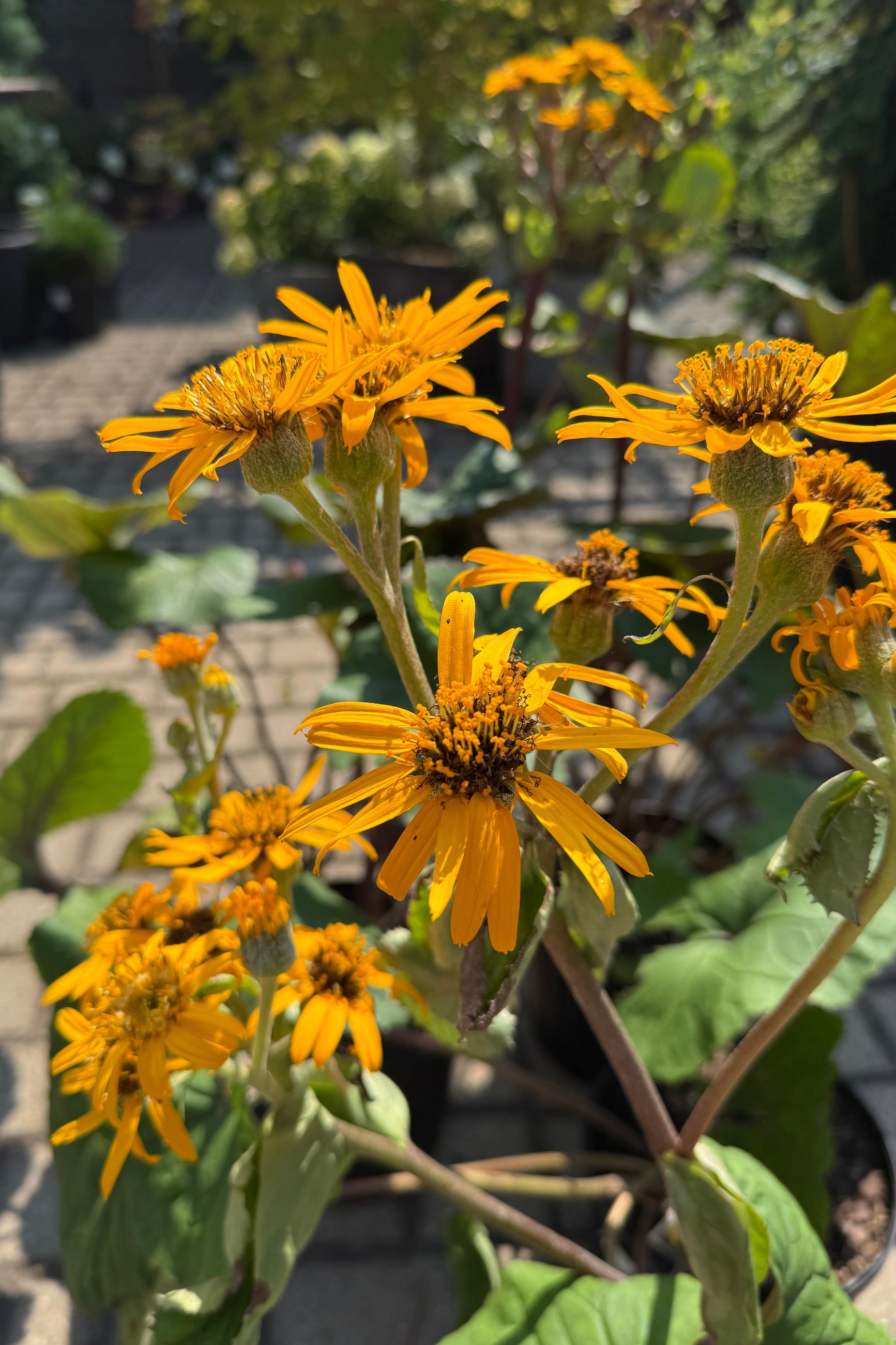 Close-up of bright yellow flowers of Ligularia 'Othello' with green leaves in a garden setting the beginning of August ©Sprout Home