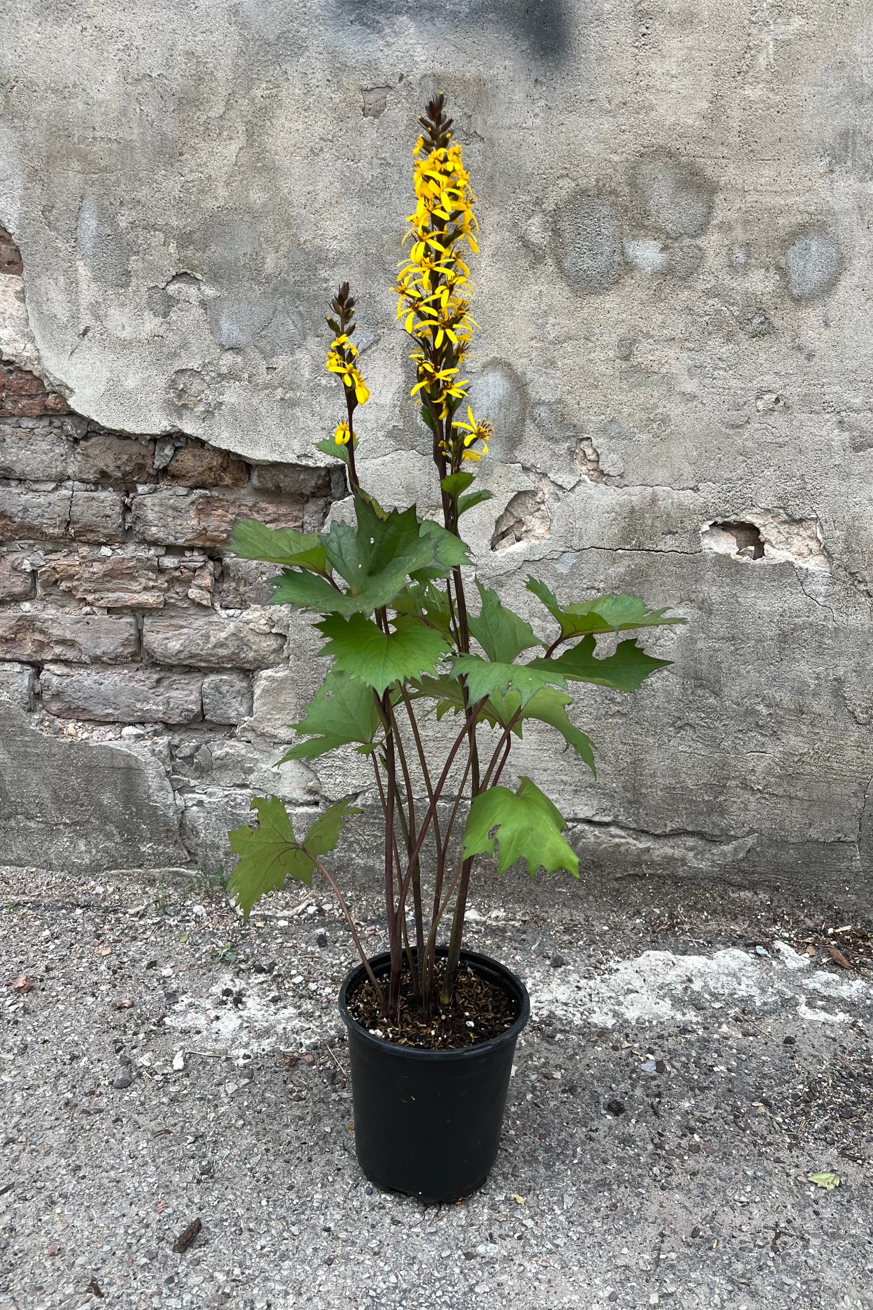 Ligularia 'Little Rocket' in a #1 growers pot in bloom with its bright yellow flowers poking high above the foliage the very beginning of July ©Sprout Home