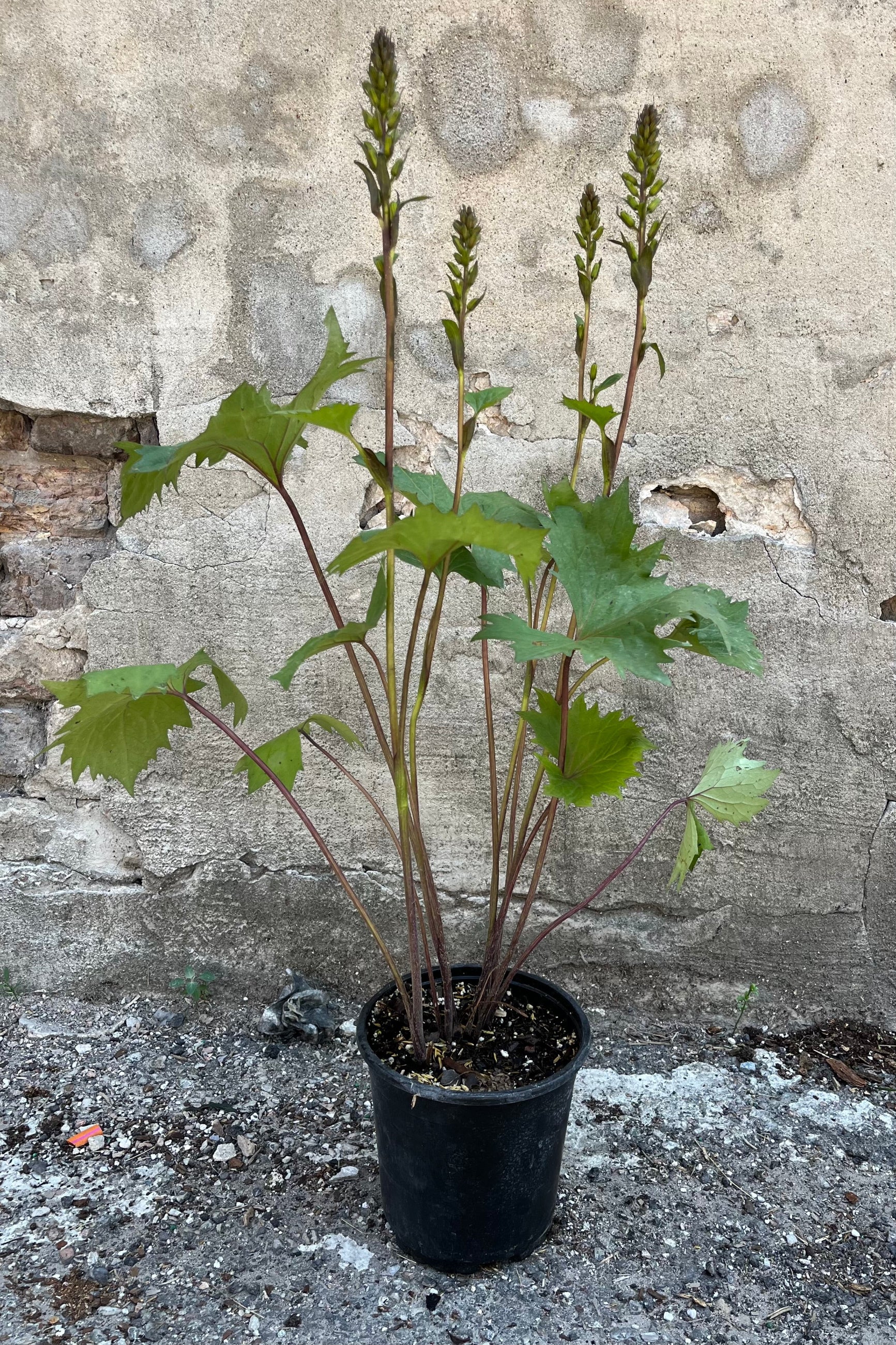 Ligularia 'Little Rocket' in a #1 growers pot mid/end of June just starting to set bud on its stalks above the toothed green foliage. ©Sprout Home