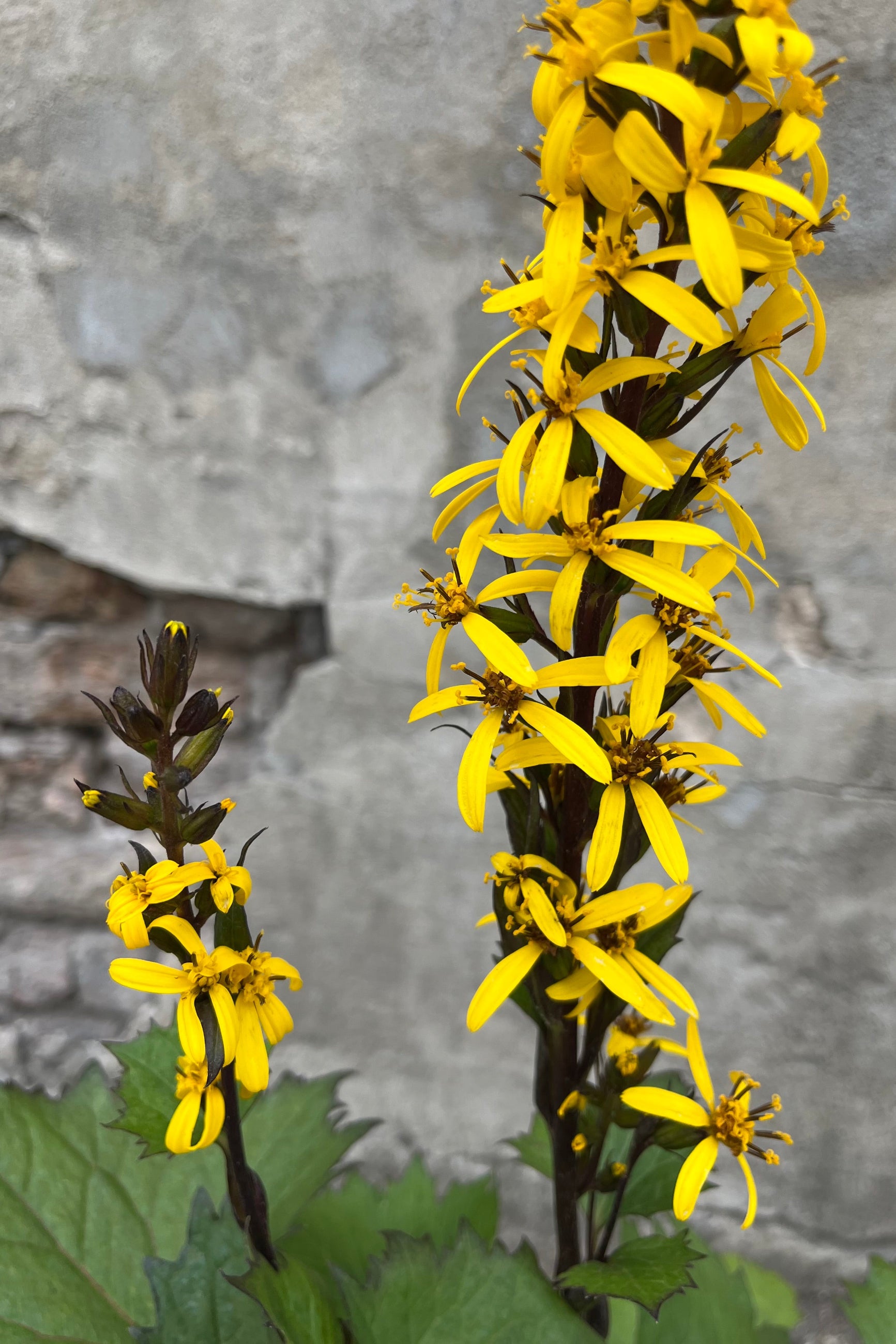 The deep but bright yellow blooms of Ligularia 'Little Rocket' detail the beginning of July ©Sprout Home