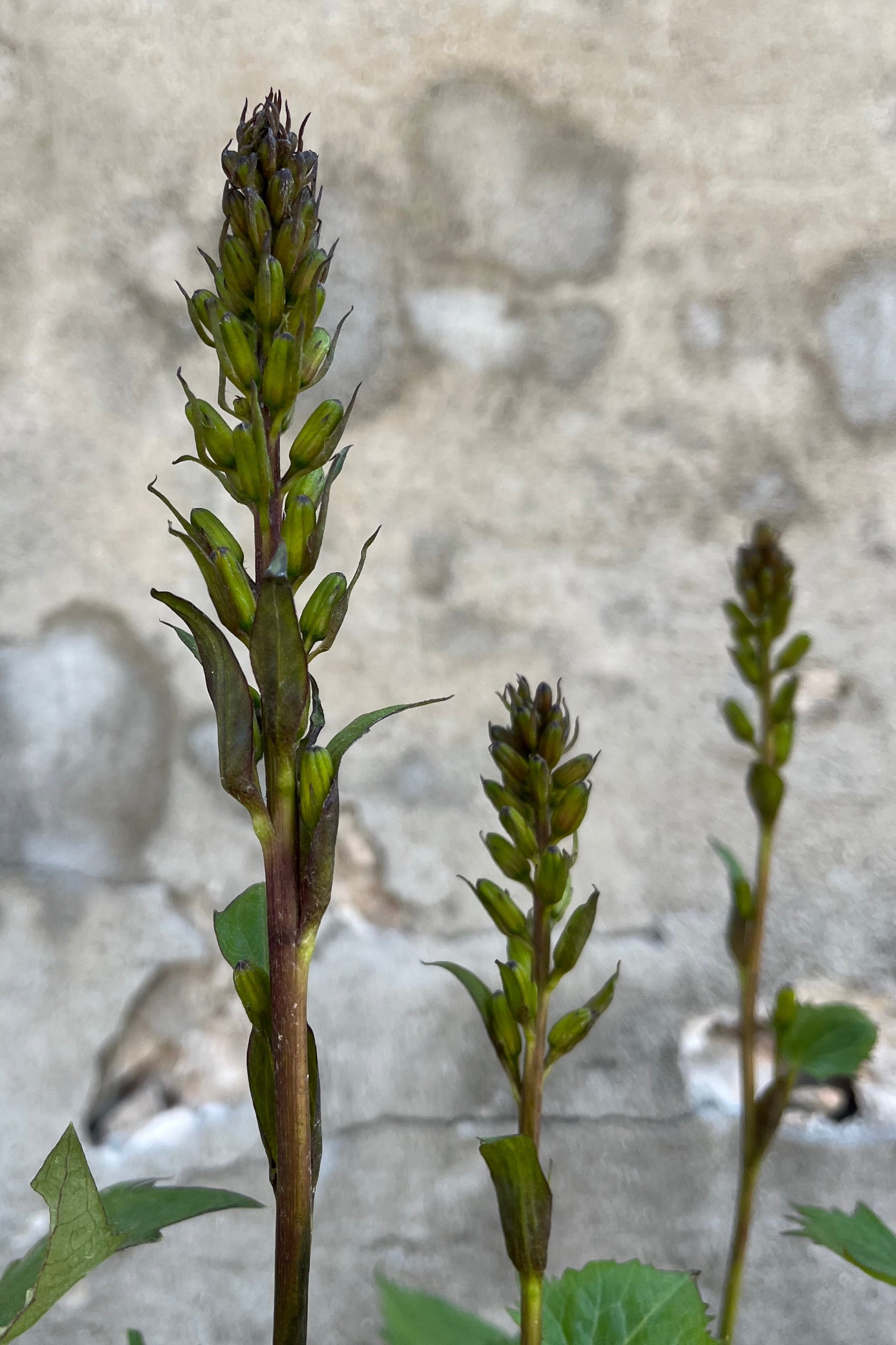 Up close picture of the buds starting to set on the Ligularia 'Little Rocket' the mid / end of June. ©Sprout Home