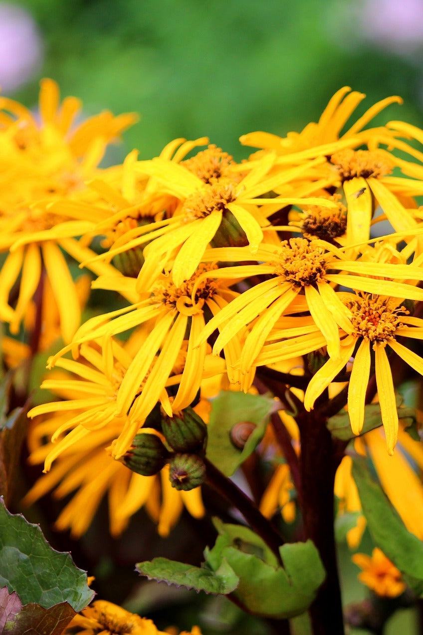 Ligularia 'Othello' yellow flower up close ©Ball Seed
