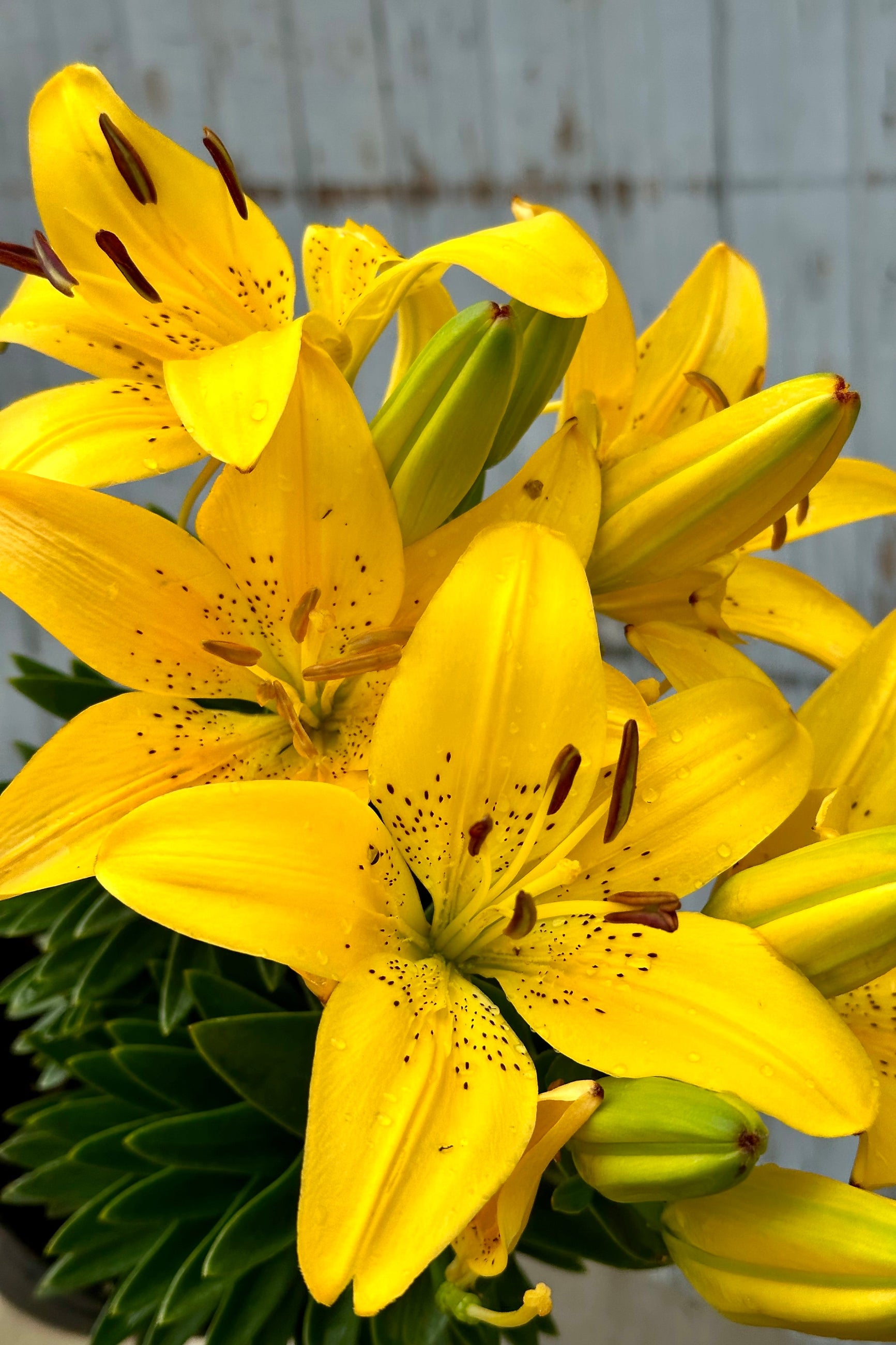 The bright yellow lily flowers of the 'Golden Matrix' mid to late June at Sprout Home ©Sprout Home