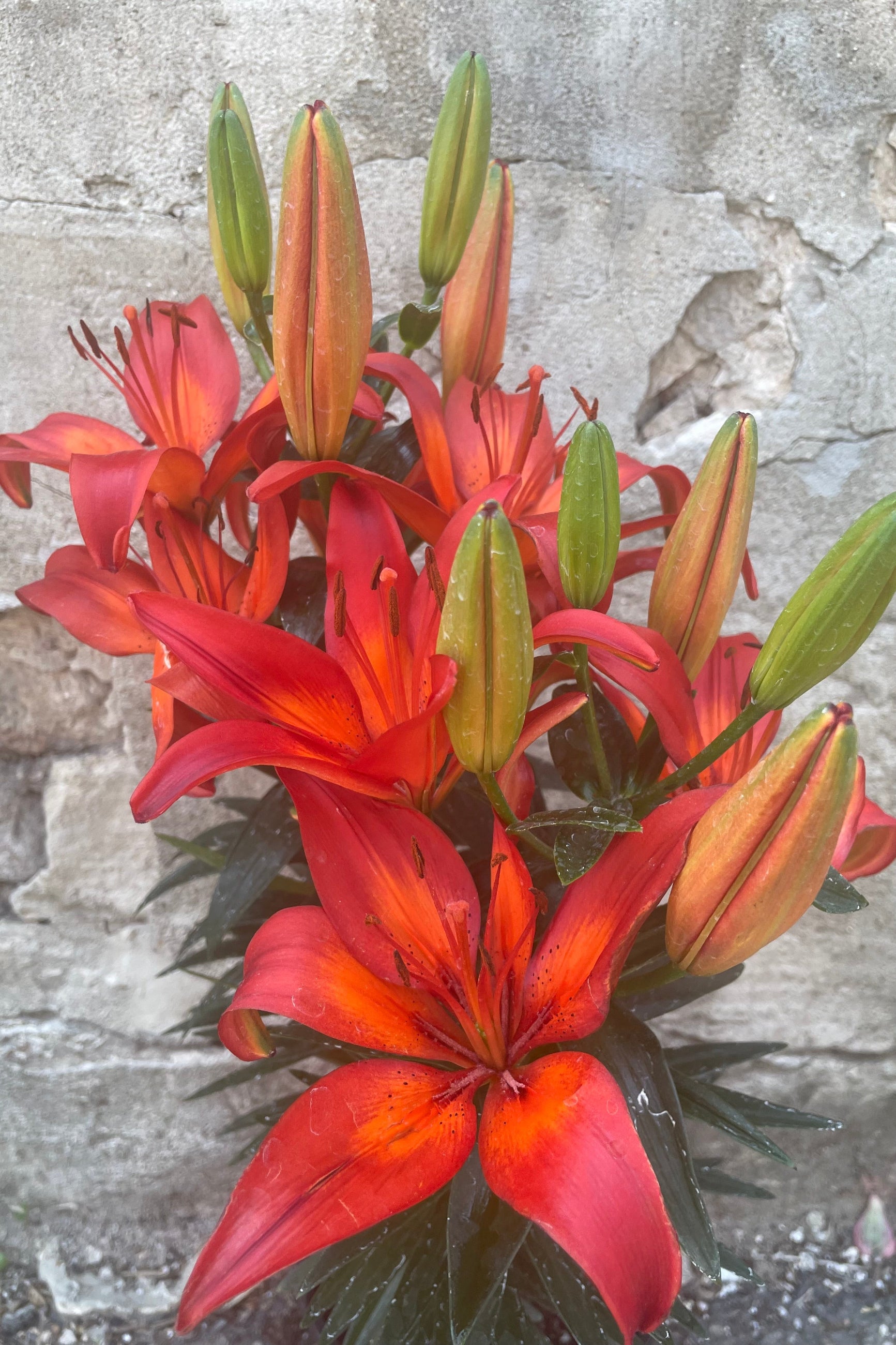 The large red flowers of the Lilium 'Matrix' the beginning of June. ©Sprout Home