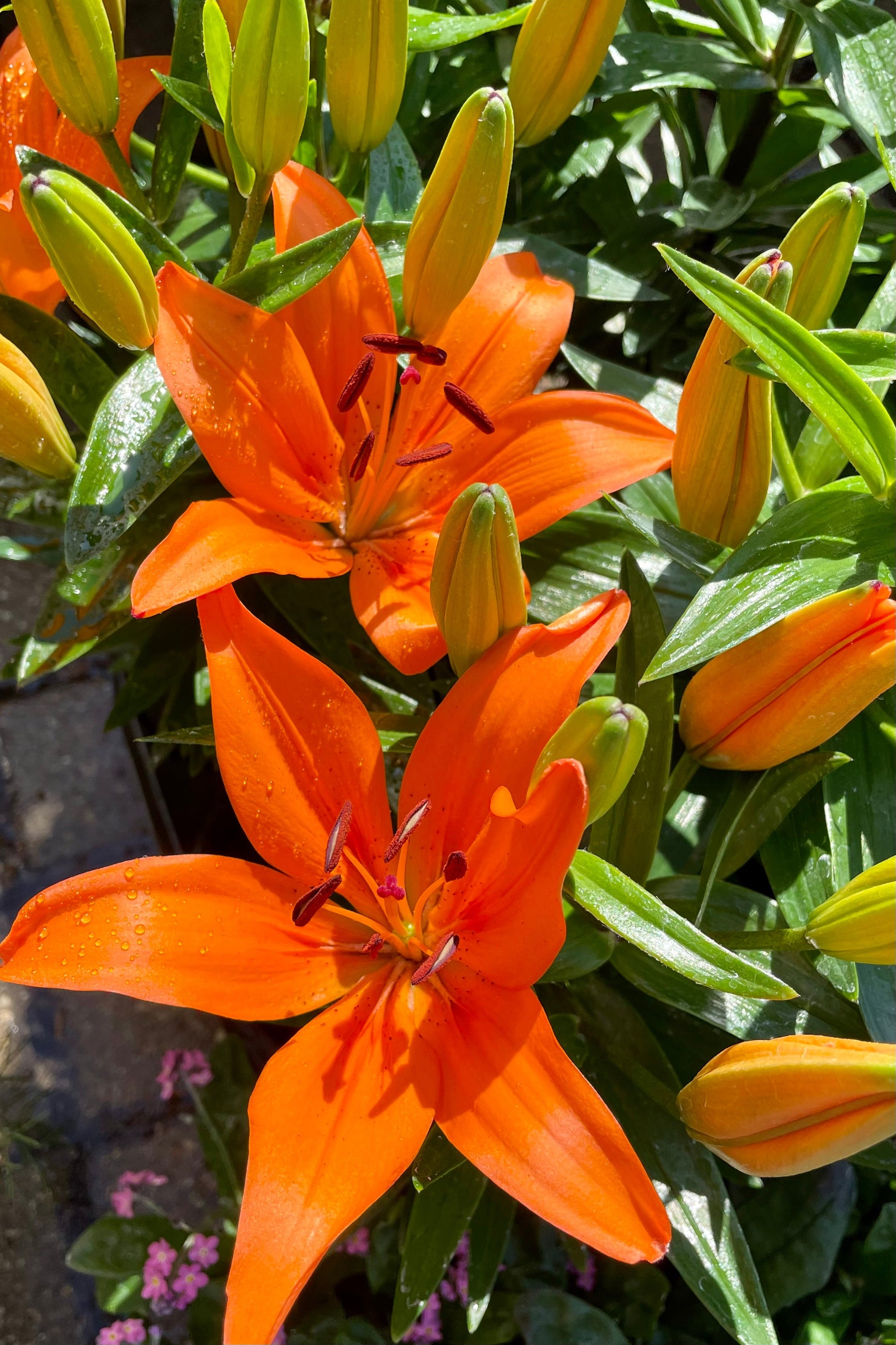 The bright huge flowers of the Lilium 'Orange Matrix' in bloom the beginning of May at Sprout Home. ©Sprout Home