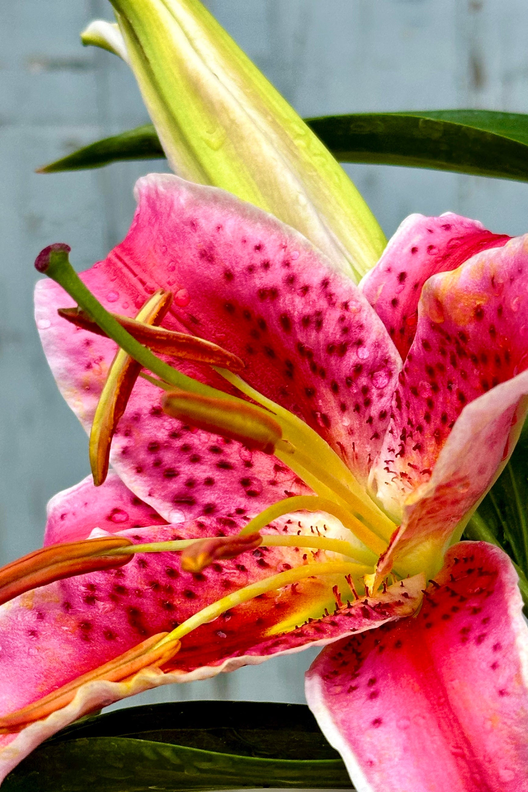 The bright pink bloom of the 'Stargazer' lily mid to late June ©Sprout Home