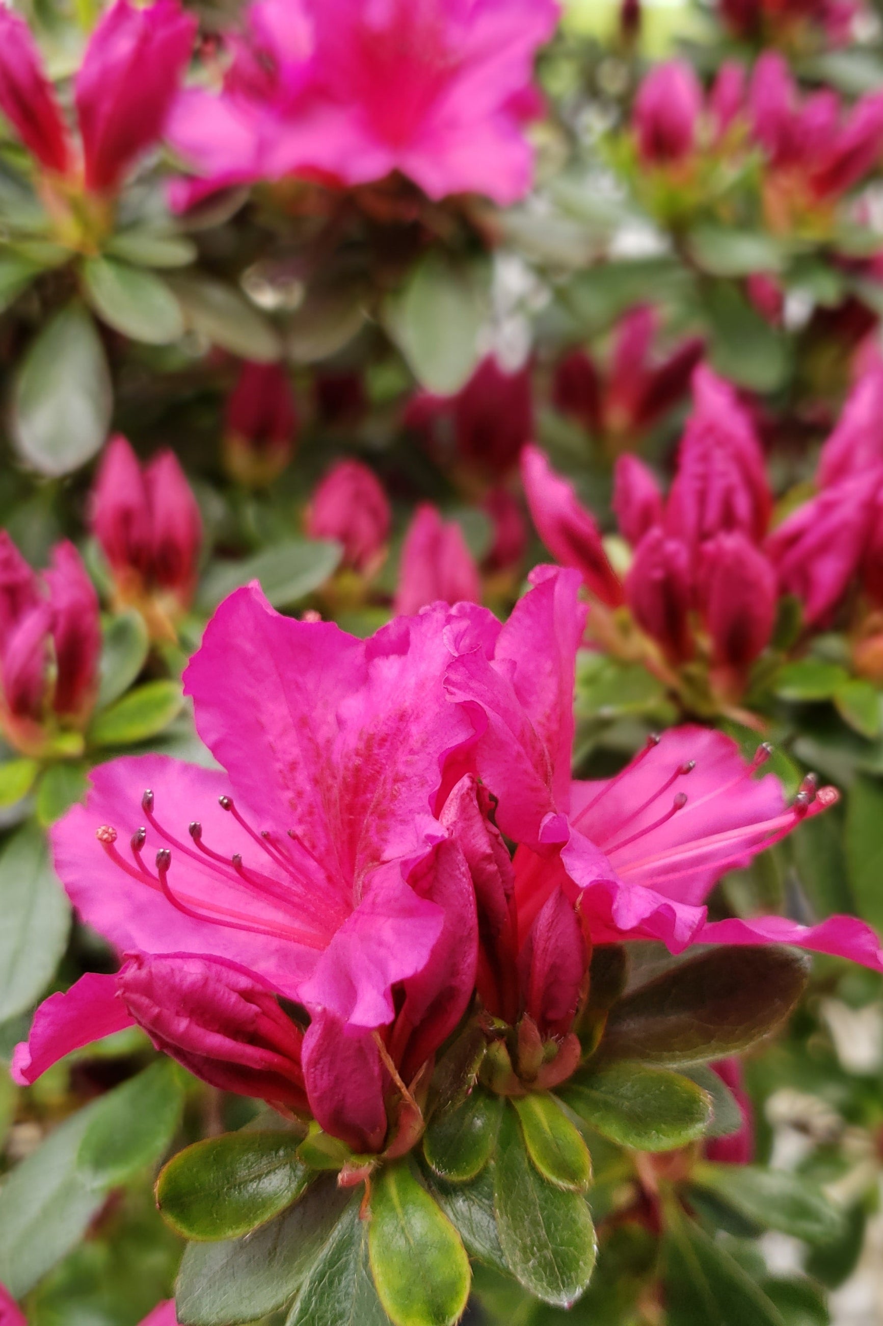 Azalea 'Girard's Fuchsia' in bloom showing the vibrant flowers up close ©Lincoln Nurseries