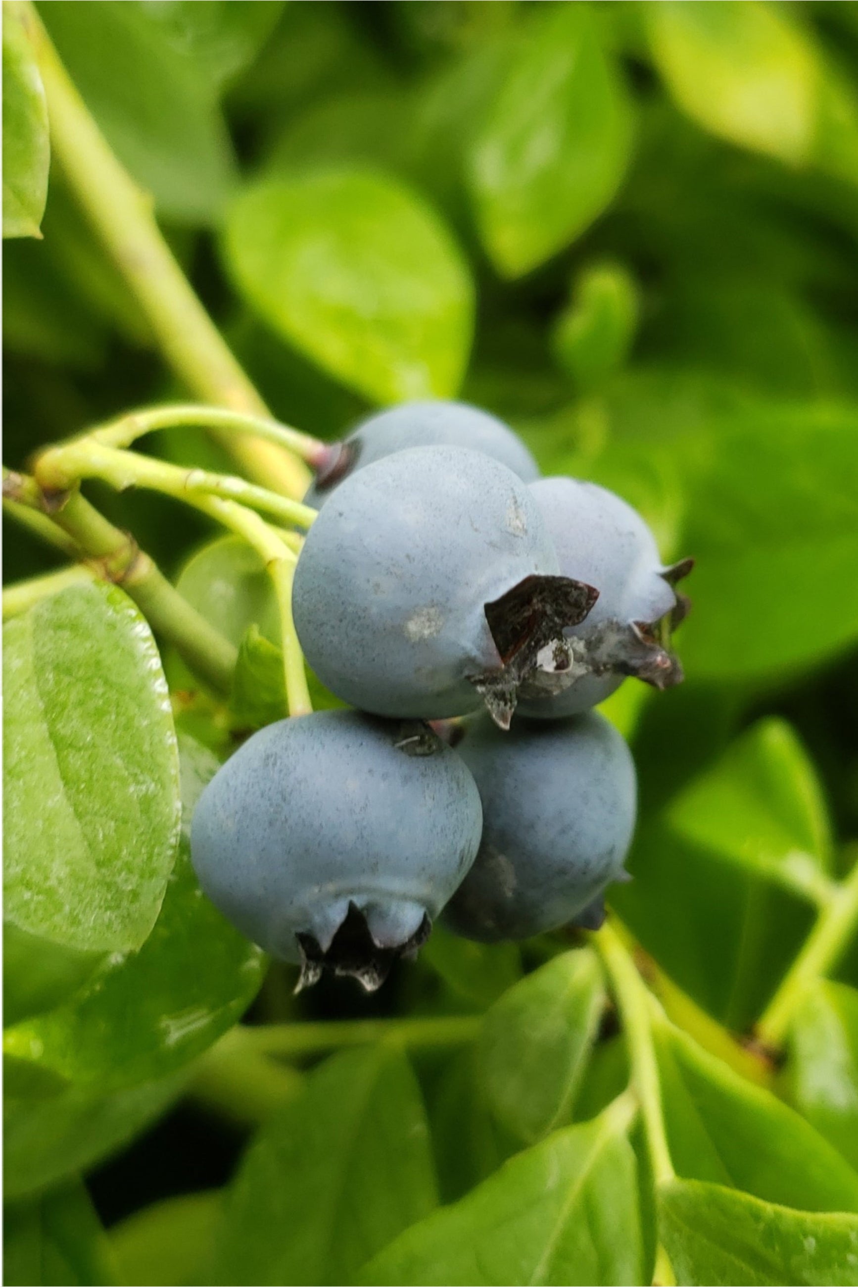 Vaccinium 'Bluecrop' berries up close ©Lincoln Nurseries