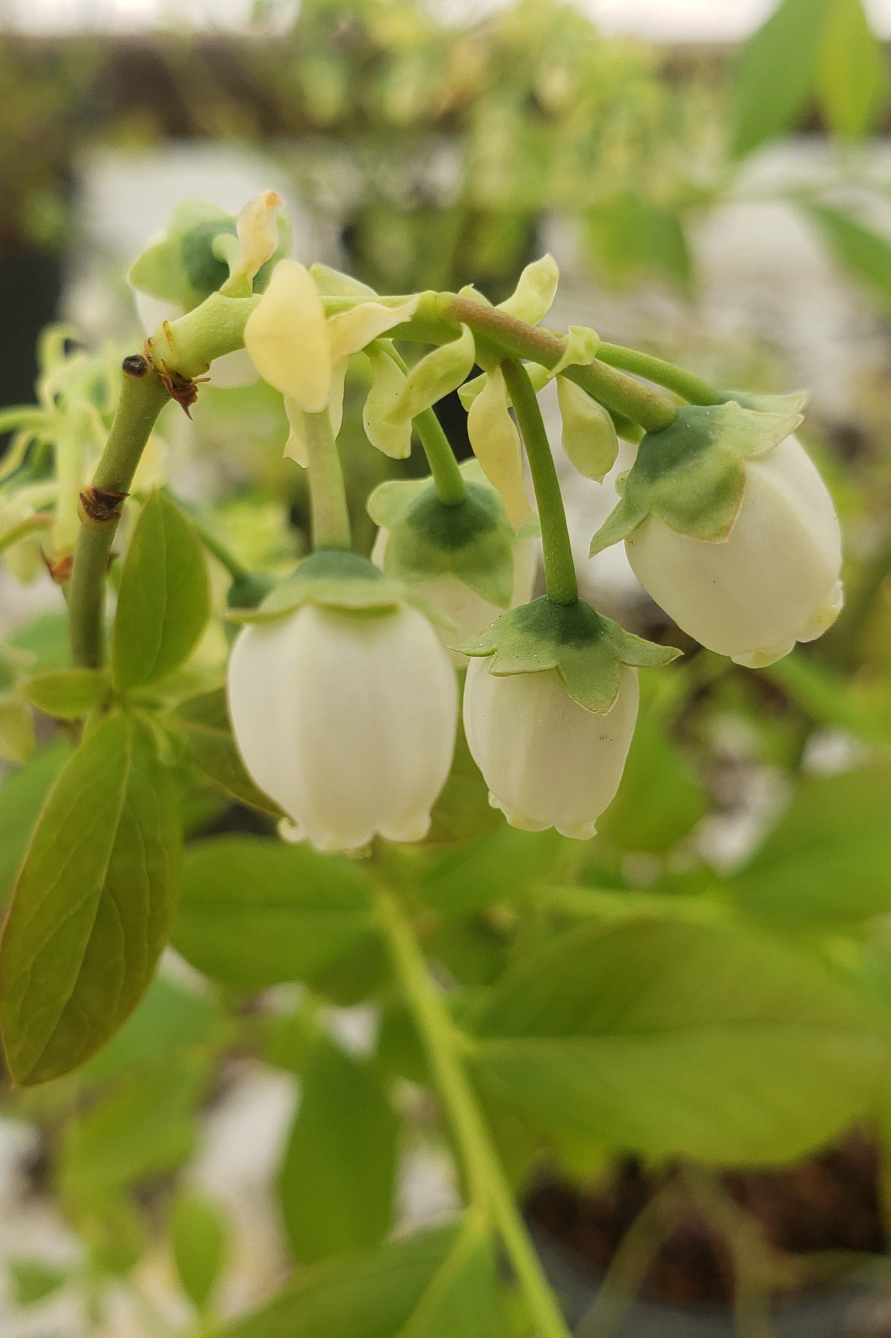 the white flowers of Blueberry bush 'Bluecrop' ©Lincoln Nurseries