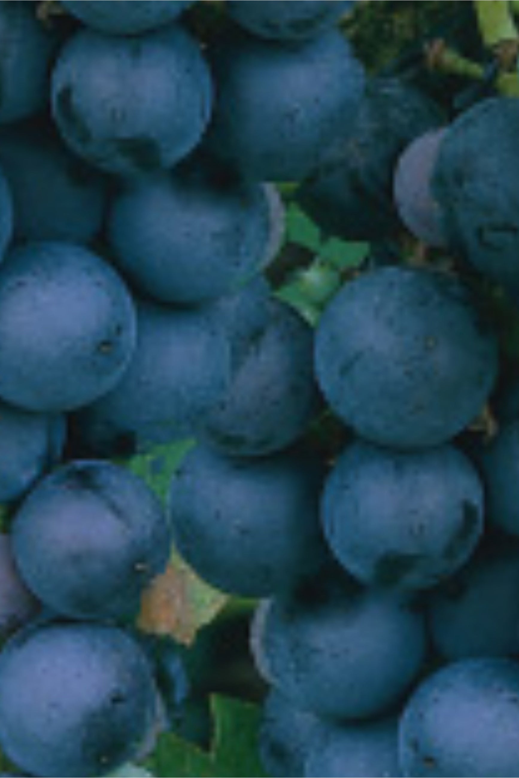 Concord grapes up close ©Lincoln Nurseries