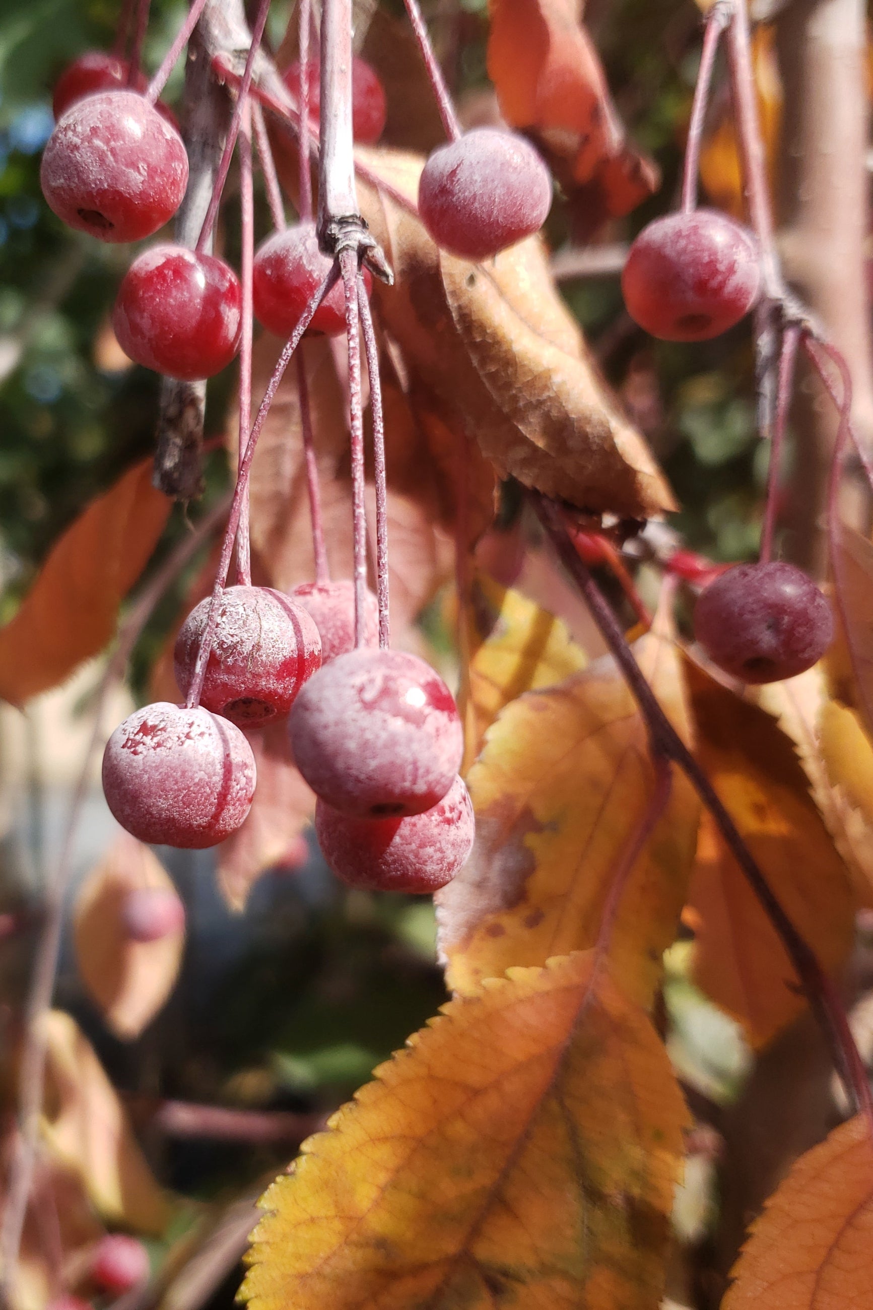 'Ruby Tears' crabapple tree with its berries up close. ©Lincoln Nursery
