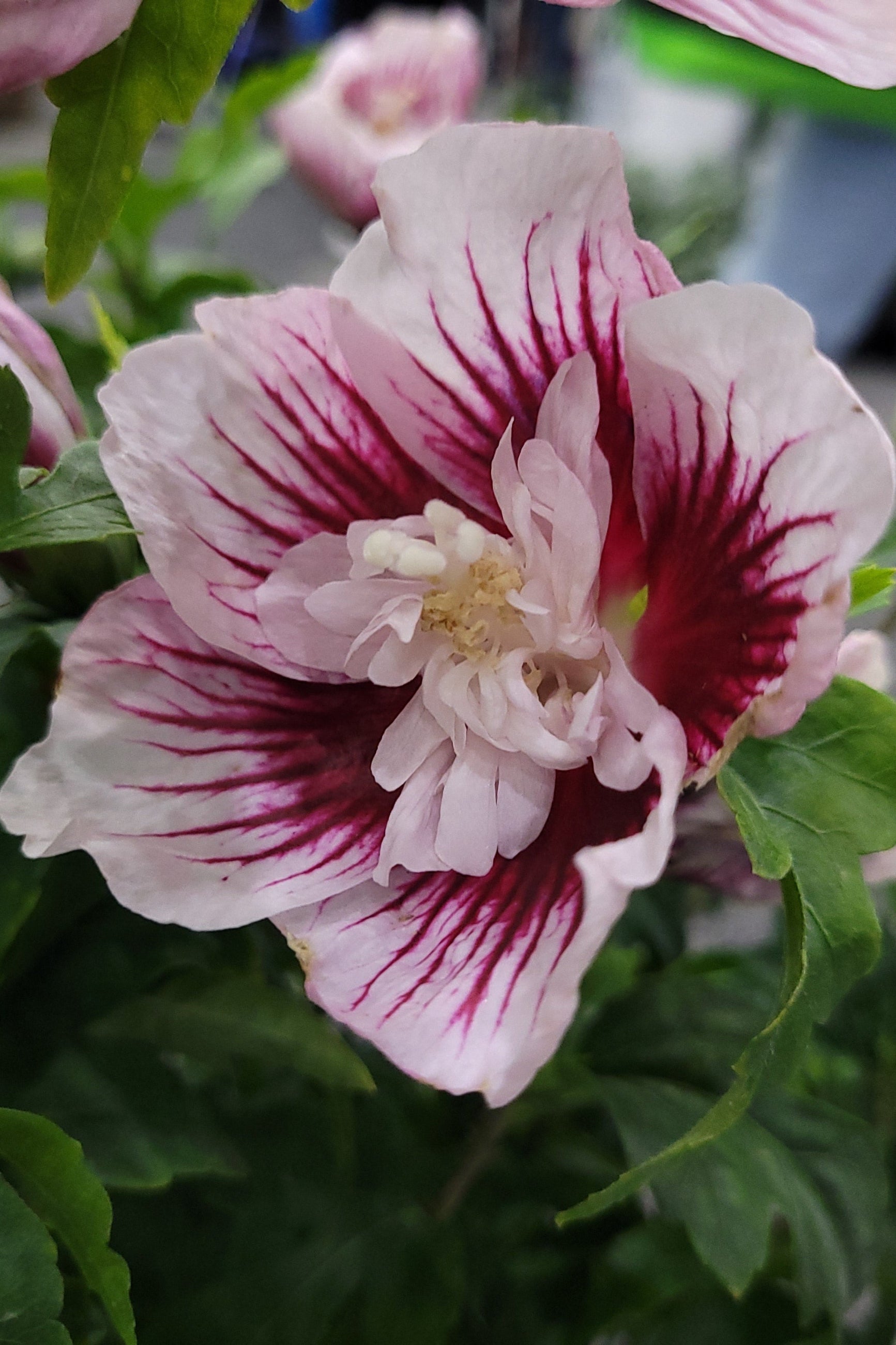 Hibiscus 'Starblast Chiffon' flower up close with its white and red colorations ©Lincoln Nurseries