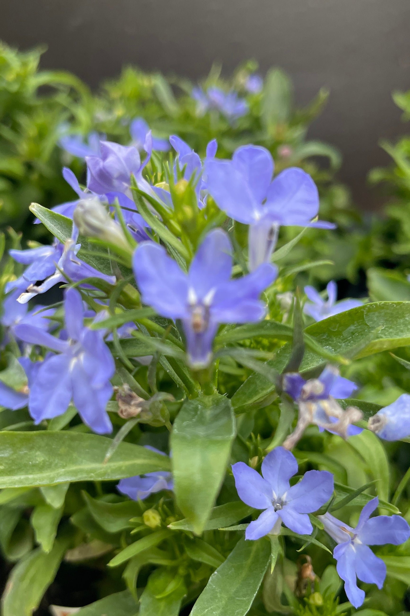A close up picture of the light blue flowers of 'Riviera Sky Blue' Lobelia the beginning of April ©Sprout Home