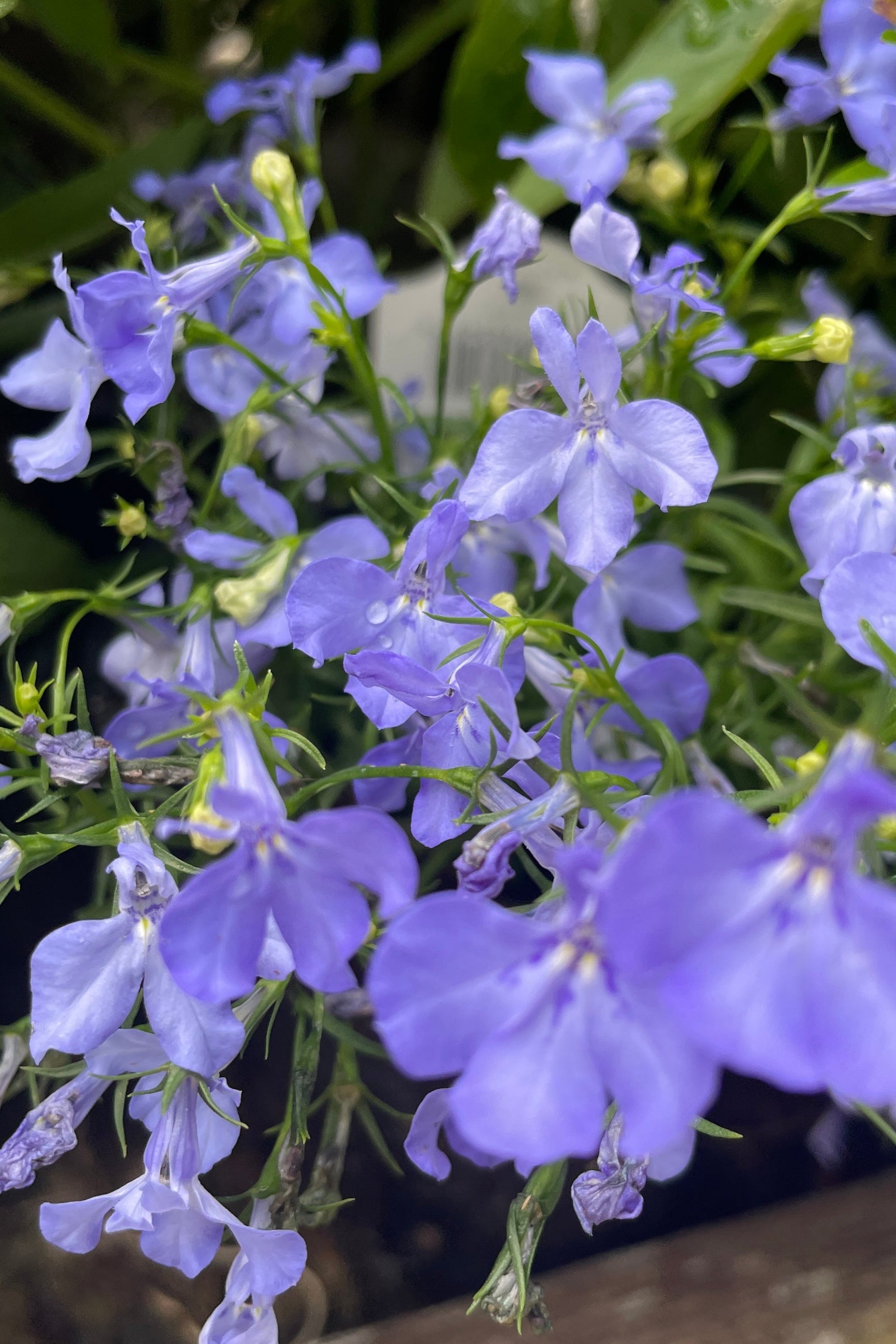 Detail image of the light purple blue flowers of Lobelia 'Riviera Sky Blue' the middle to end of May at Sprout Home. ©Sprout Home