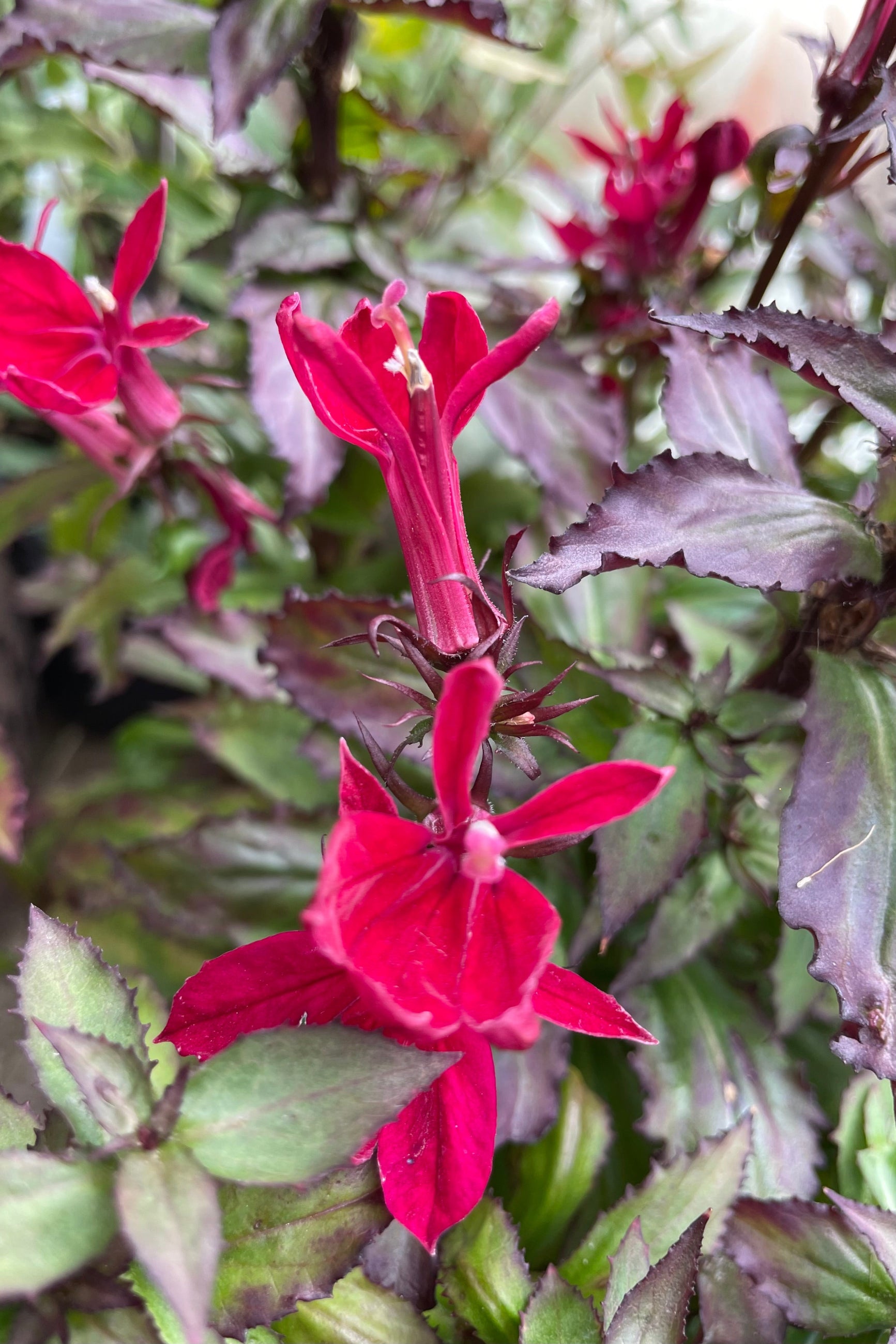 Up close shot of the bright red burgundy flowers the end of September of the Lobelia 'Starship Burgundy' at Sprout Home. ©Sprout Home