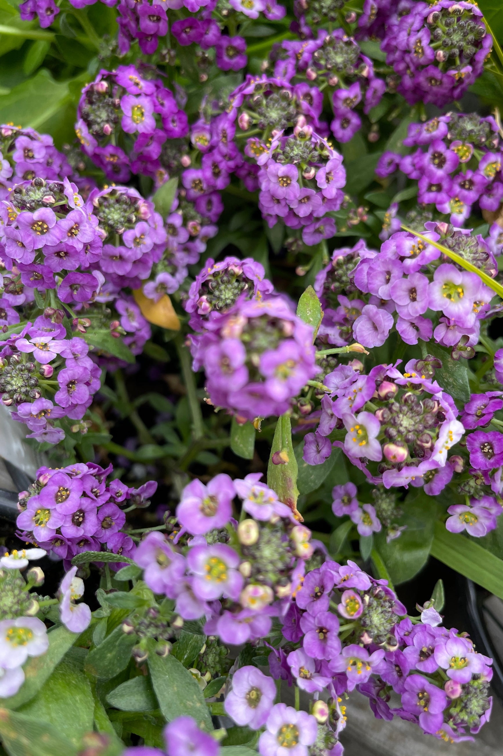 Lobularia 'Clear Crystal Lavender Shades' annual detail of the cute purple flowers. ©Sprout Home