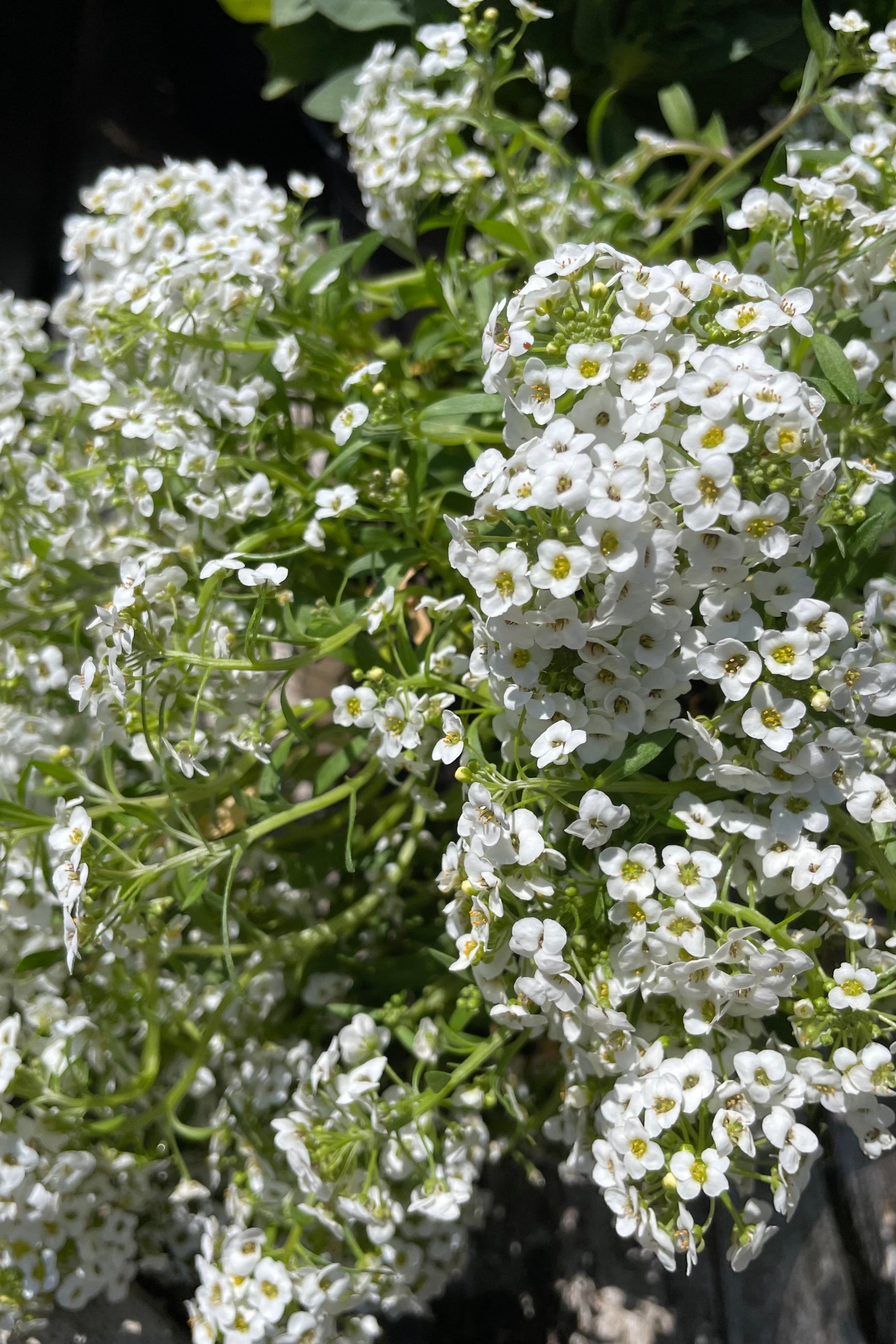 Lobularia marítima 'Easy Breezy White' in full bloom with its tiny white flowers in May. ©Sprout Home