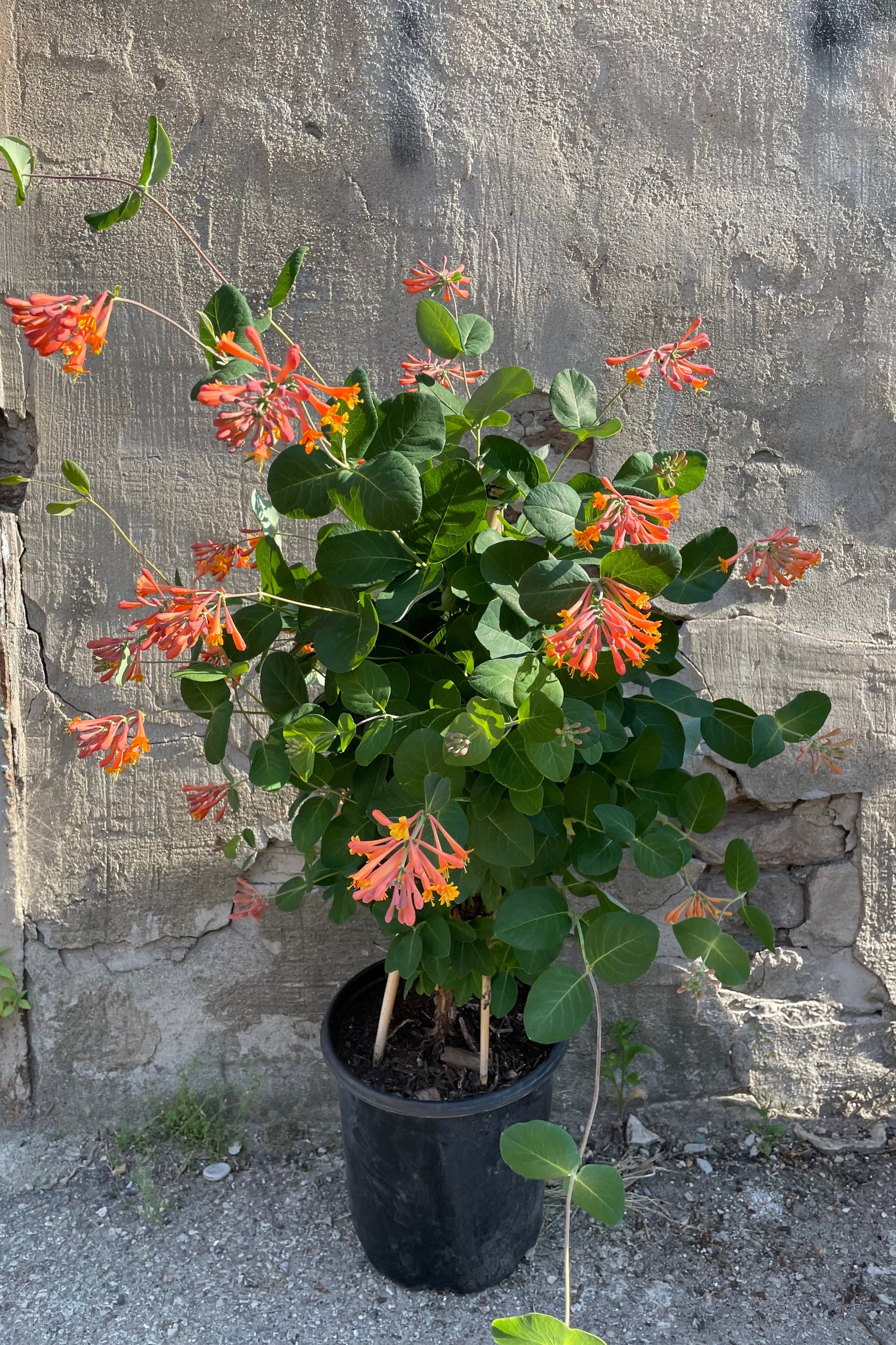 Lonicera x B. 'Dropmore Scarlet' #2