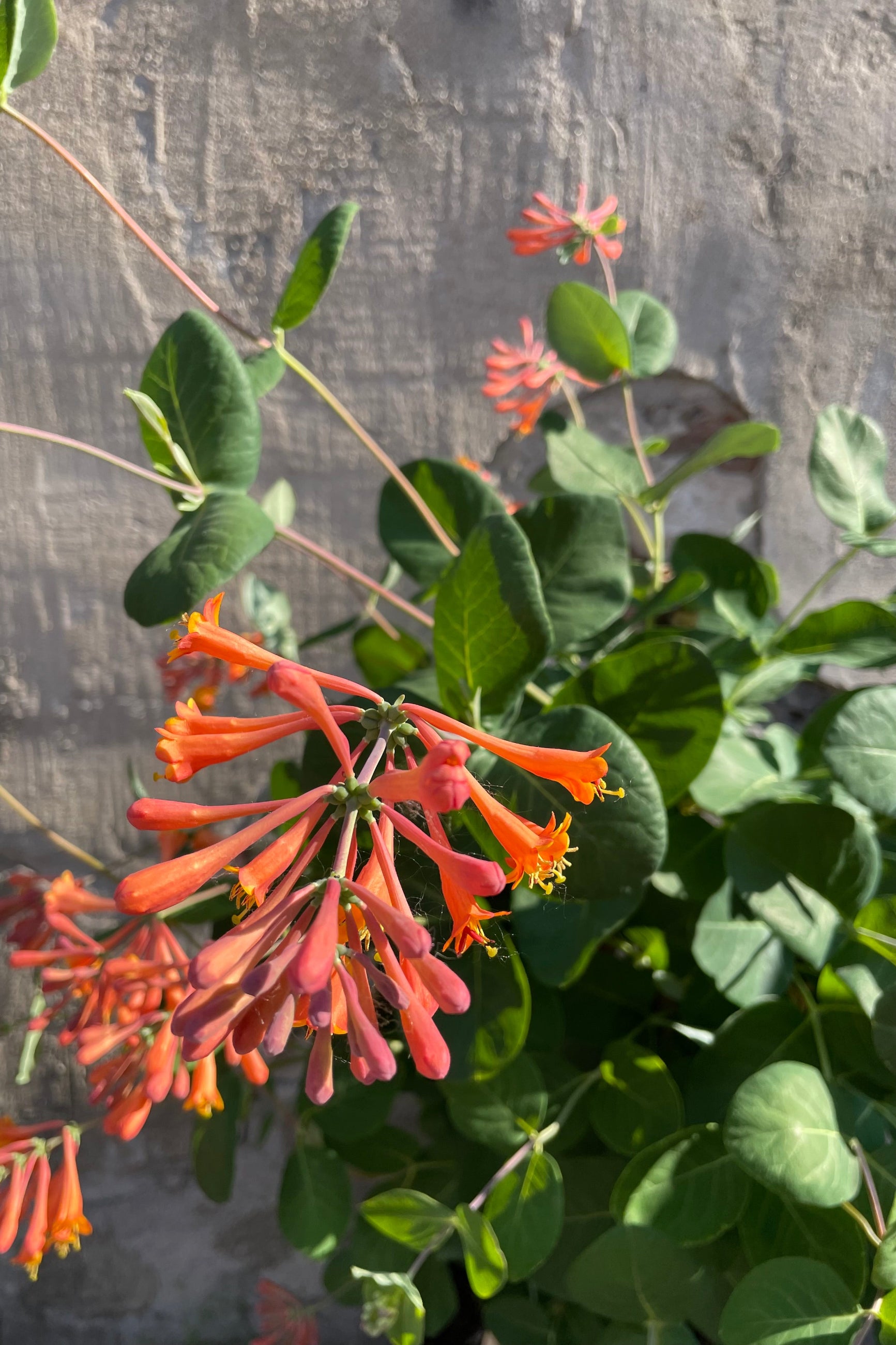 Lonicera 'Dropmore Scarlet' in bloom the beginning of June showing off its bright orange tubular flowers. ©Sprout Home