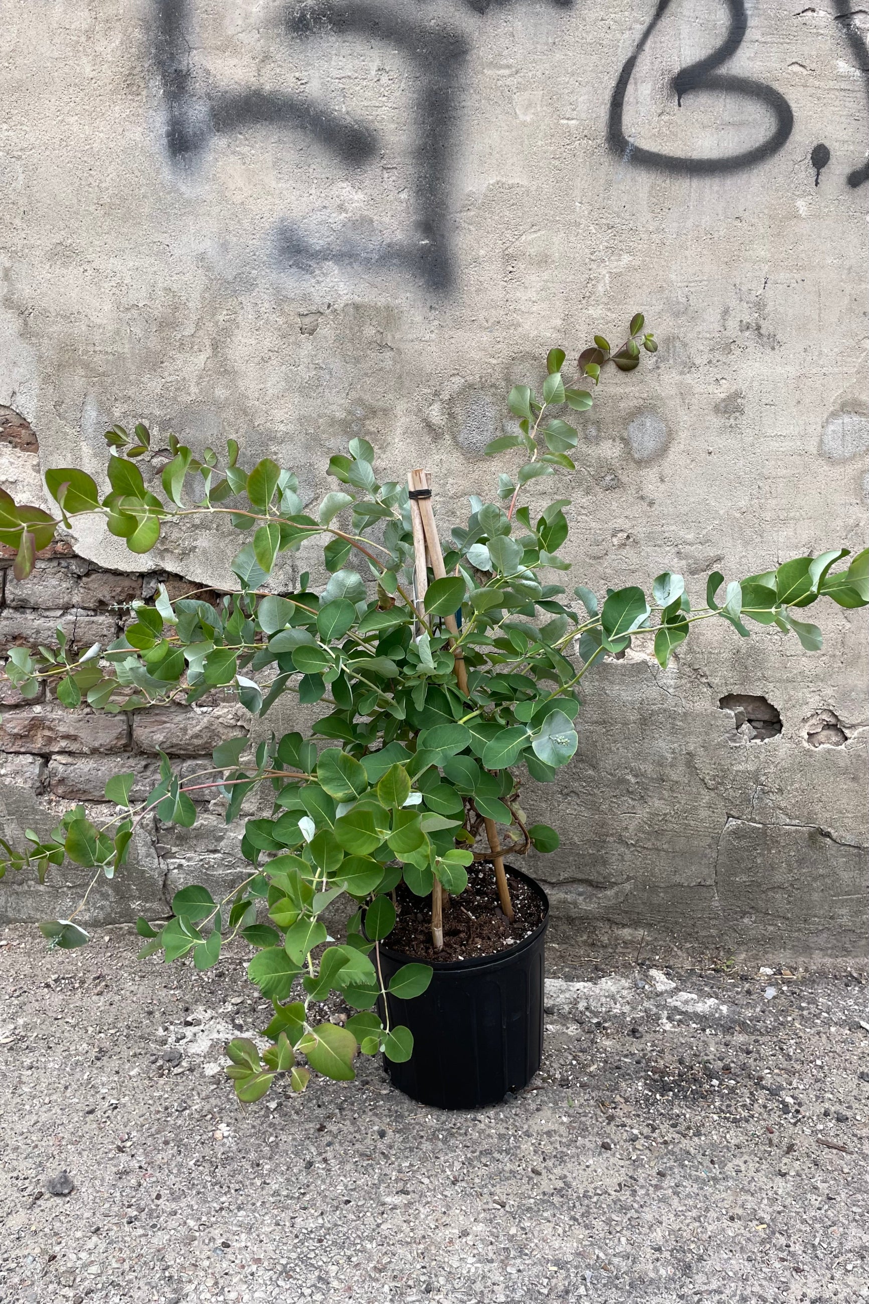 Lonicera 'Kintzley's Ghost' in a #2 growers pot the middle of June showing the stretching limbs and beginning of buds. ©Sprout Home