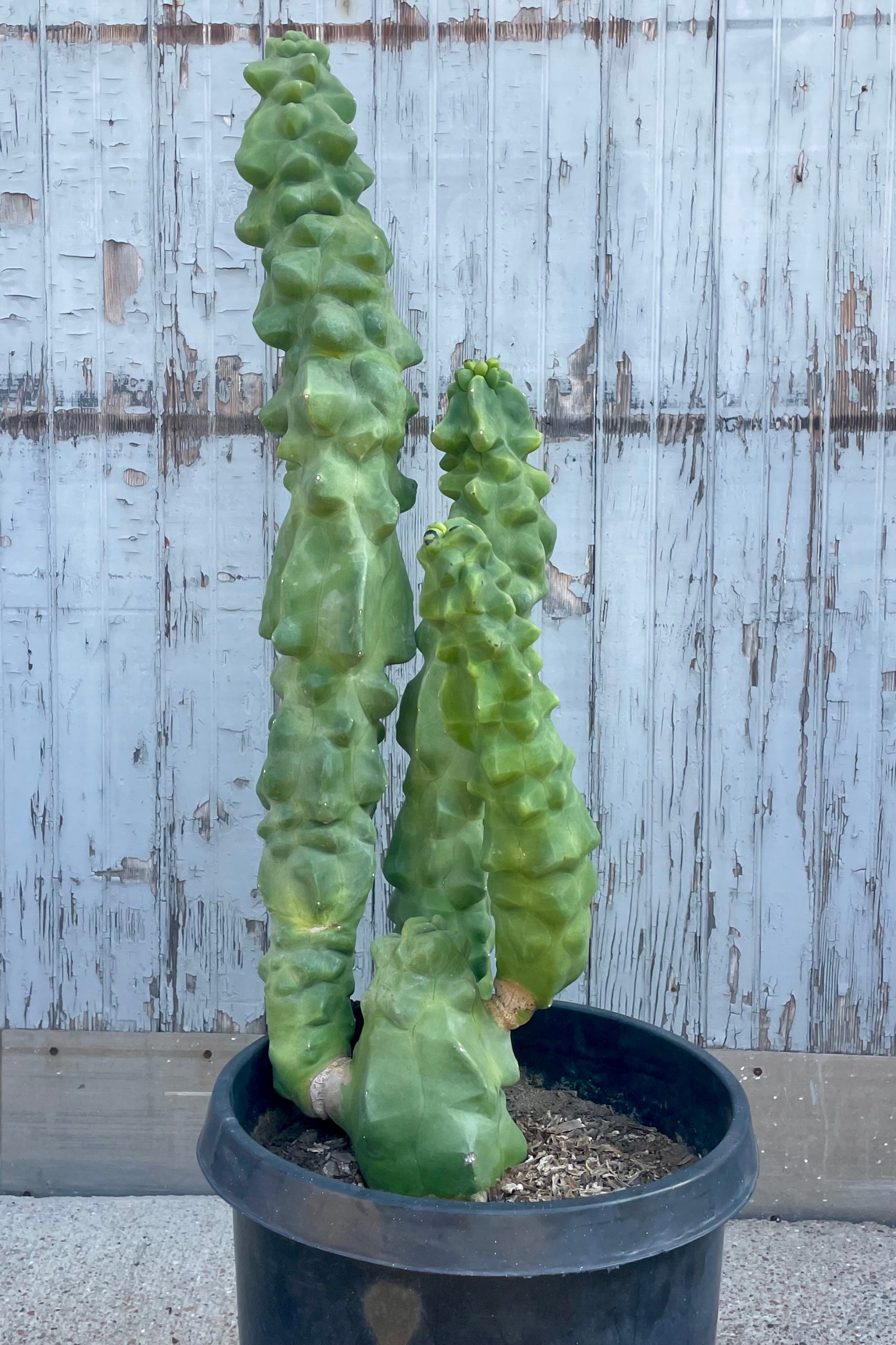 An upright cactus with undulating contorted stems in front of a weathered wall ©Sprout Home