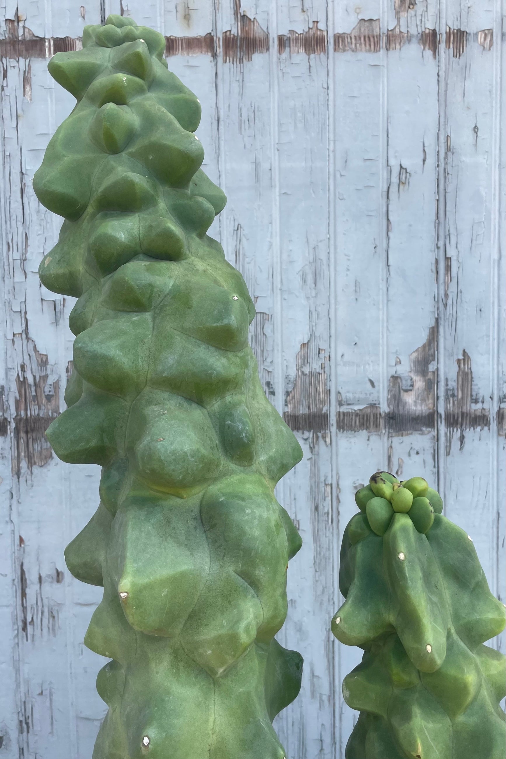 An upright cactus with undulating contorted stems in front of a weathered wall ©Sprout Home